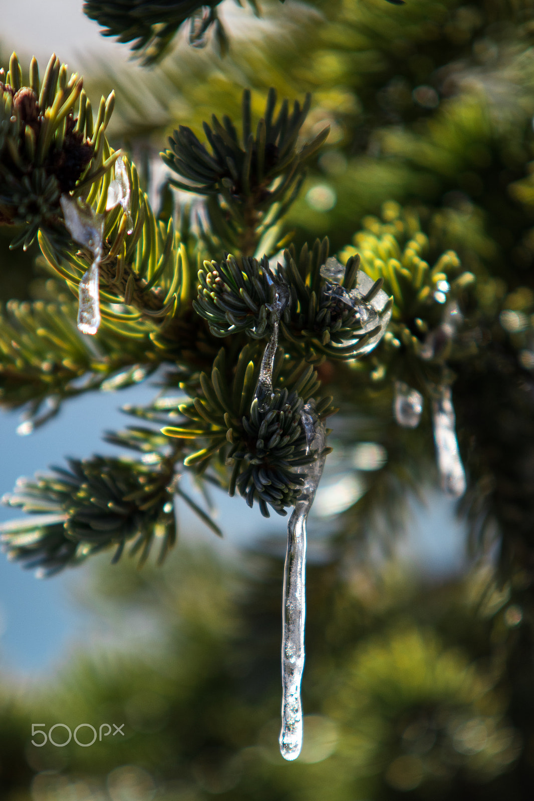 Sigma 70-200mm F2.8 EX DG OS HSM sample photo. Frozen photography