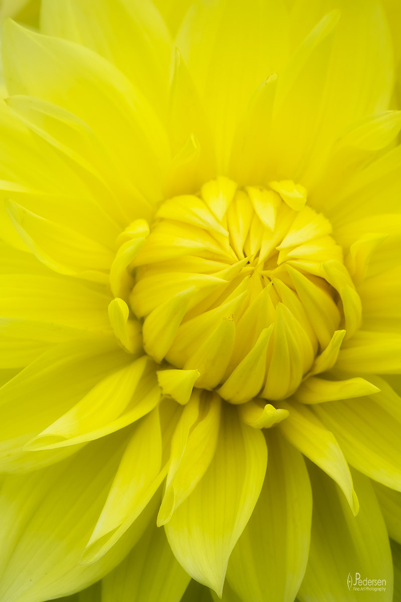 Fujifilm X-T1 + Fujifilm XF 60mm F2.4 R Macro sample photo. Tightness photography