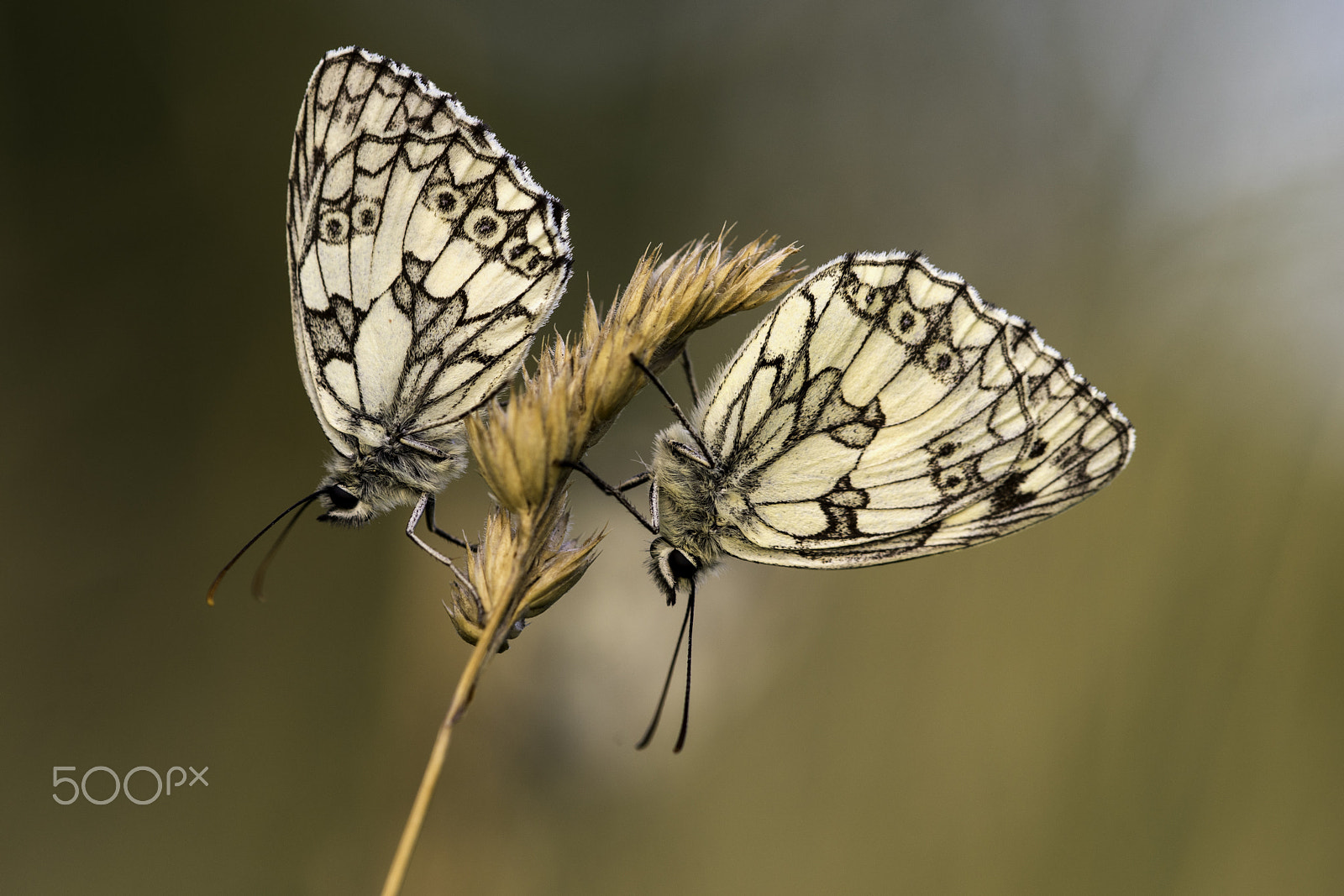 Minolta AF 200mm F4 Macro APO G sample photo. Two marbled whites photography