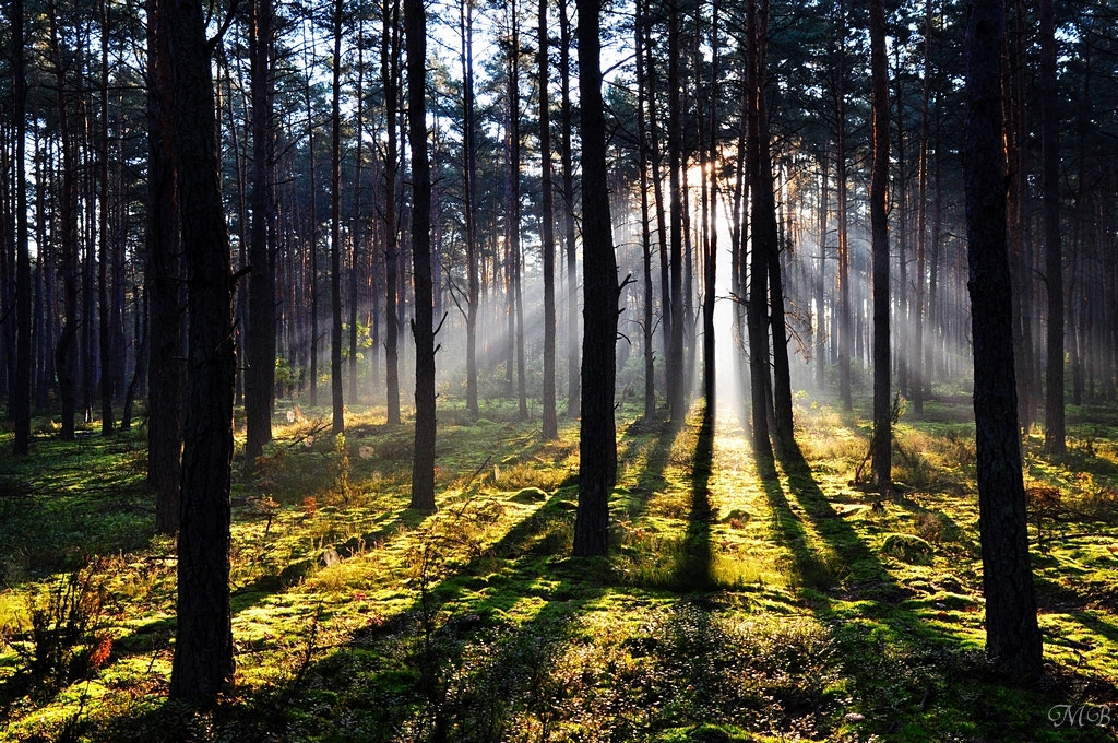 Nikon D90 + Sigma 17-70mm F2.8-4.5 DC Macro Asp. IF sample photo. Forest photography