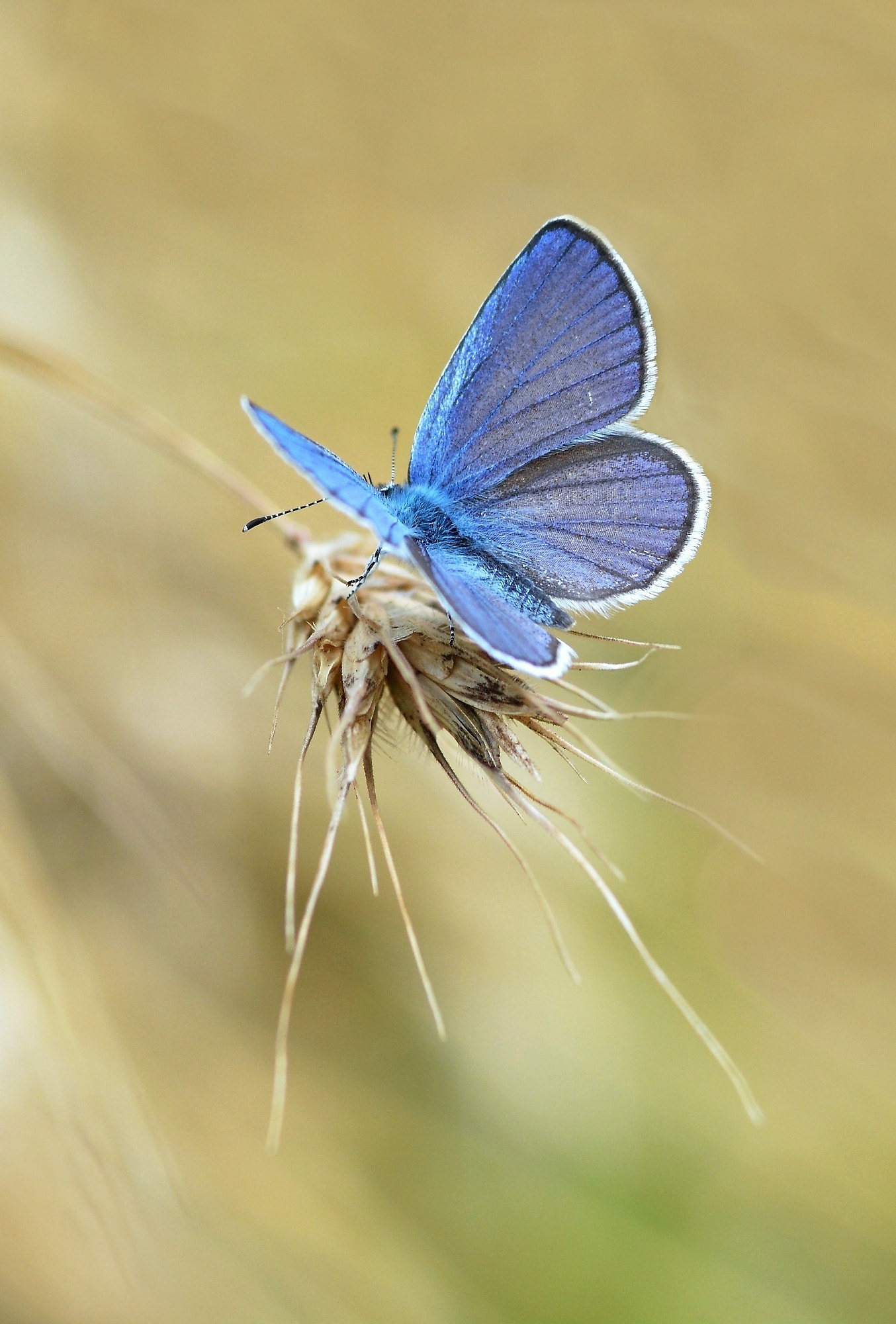 Nikon D7100 + Sigma 105mm F2.8 EX DG Macro sample photo. Osiris blue photography