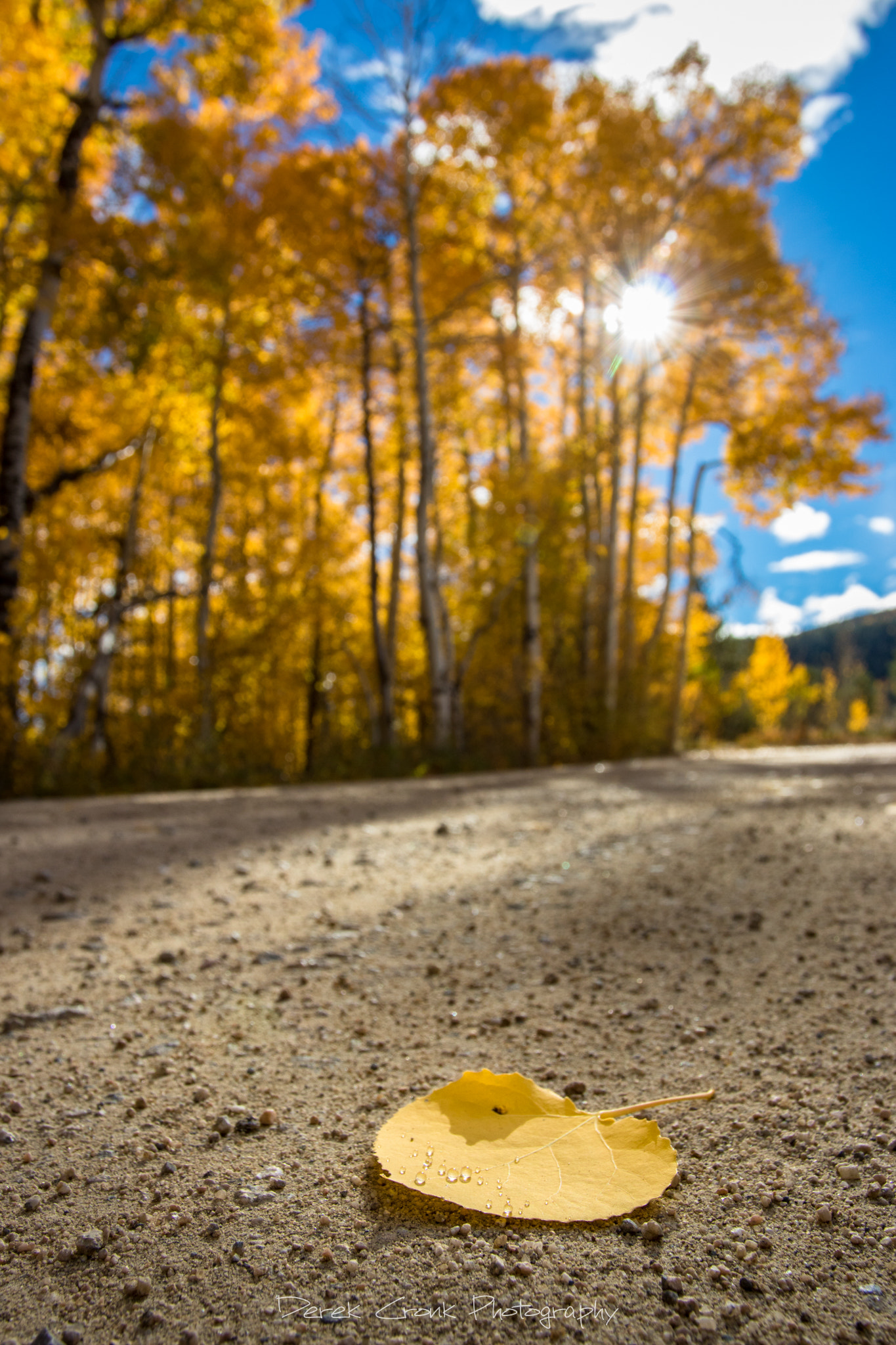 Canon EOS 750D (EOS Rebel T6i / EOS Kiss X8i) + Canon EF 17-40mm F4L USM sample photo. Leaf destiny photography