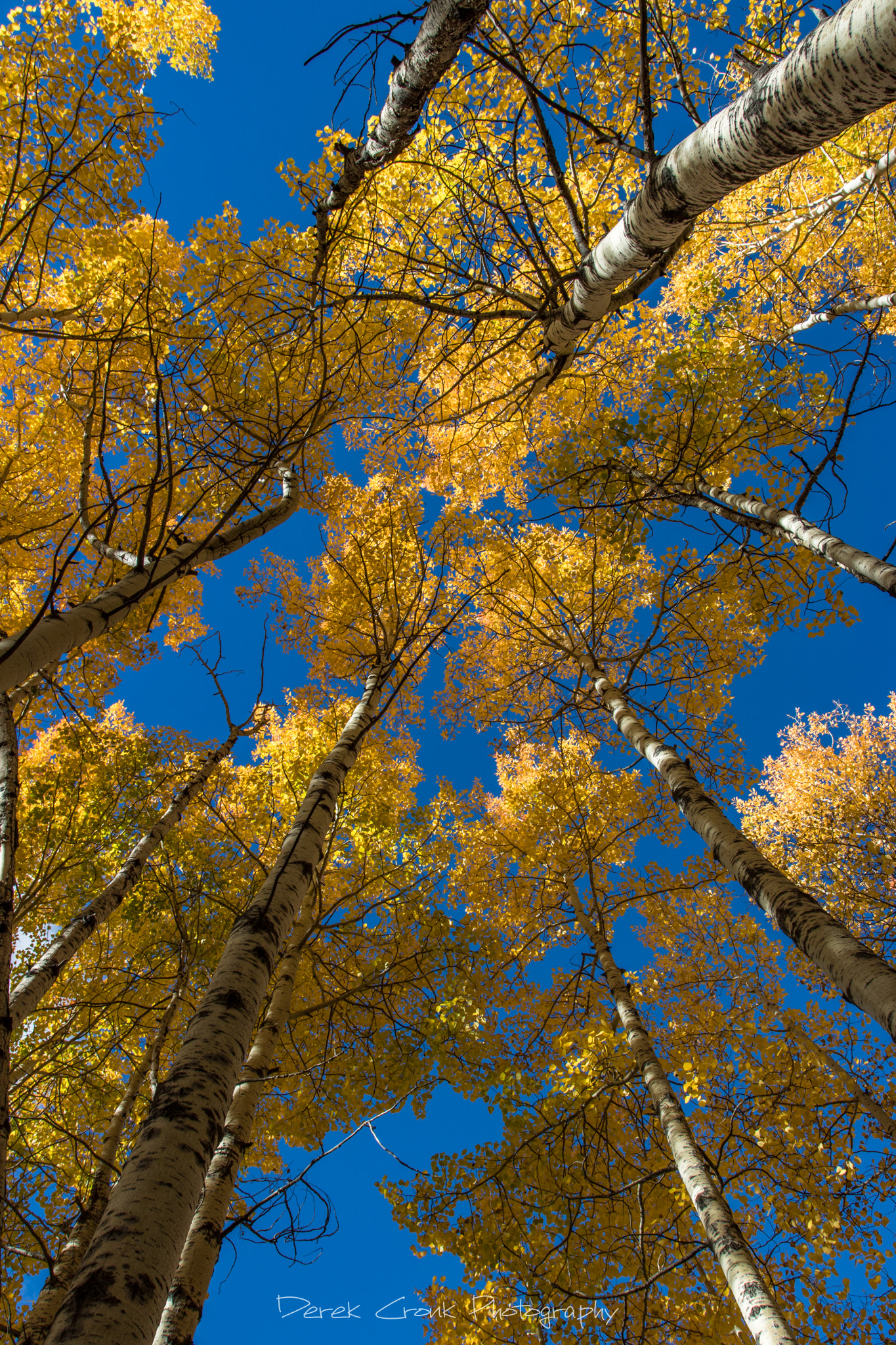 Canon EOS 750D (EOS Rebel T6i / EOS Kiss X8i) + Canon EF 17-40mm F4L USM sample photo. Autumn aspen glow photography