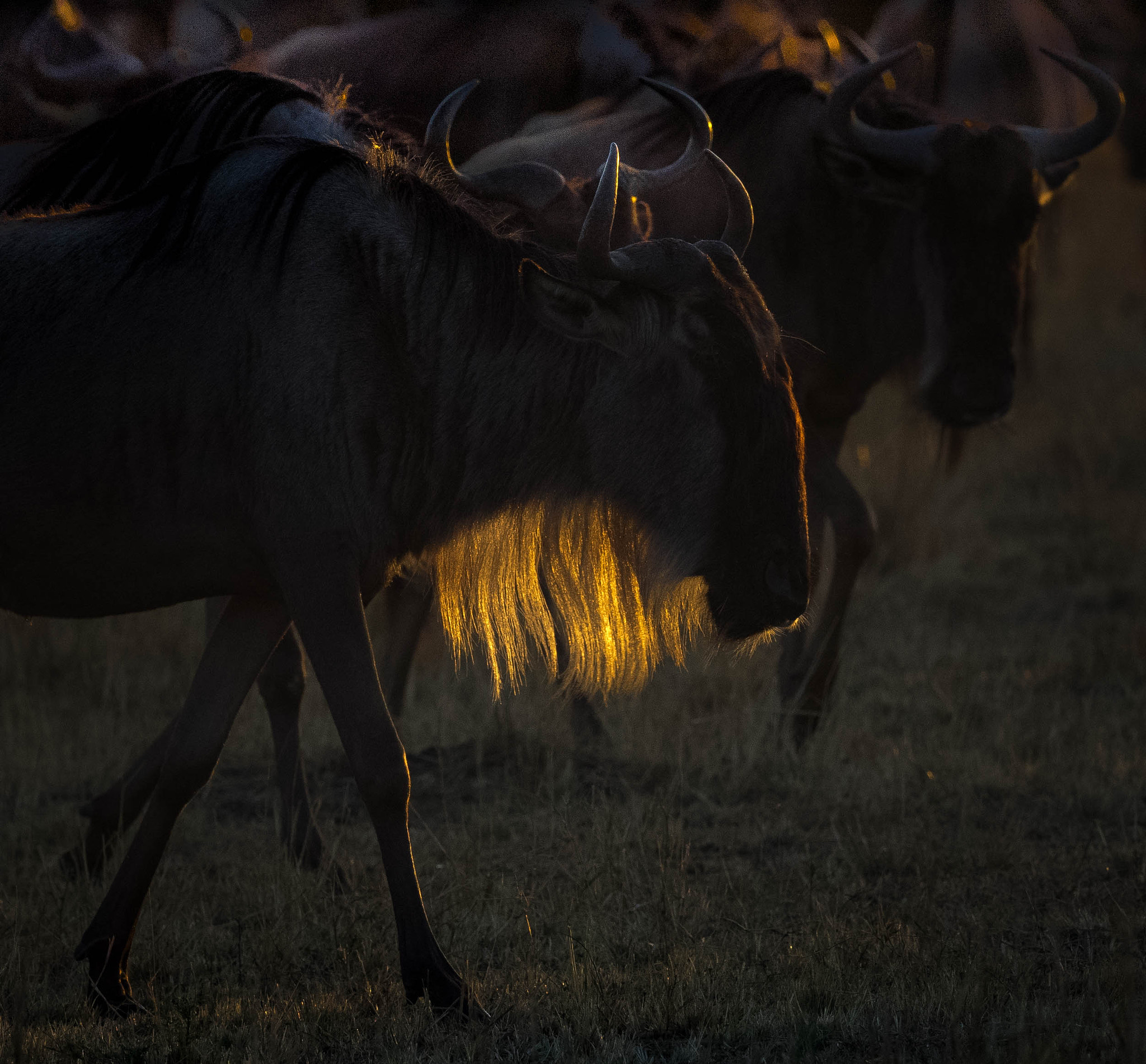 Olympus OM-D E-M1 + OLYMPUS M.300mm F4.0 sample photo. Fringe photography