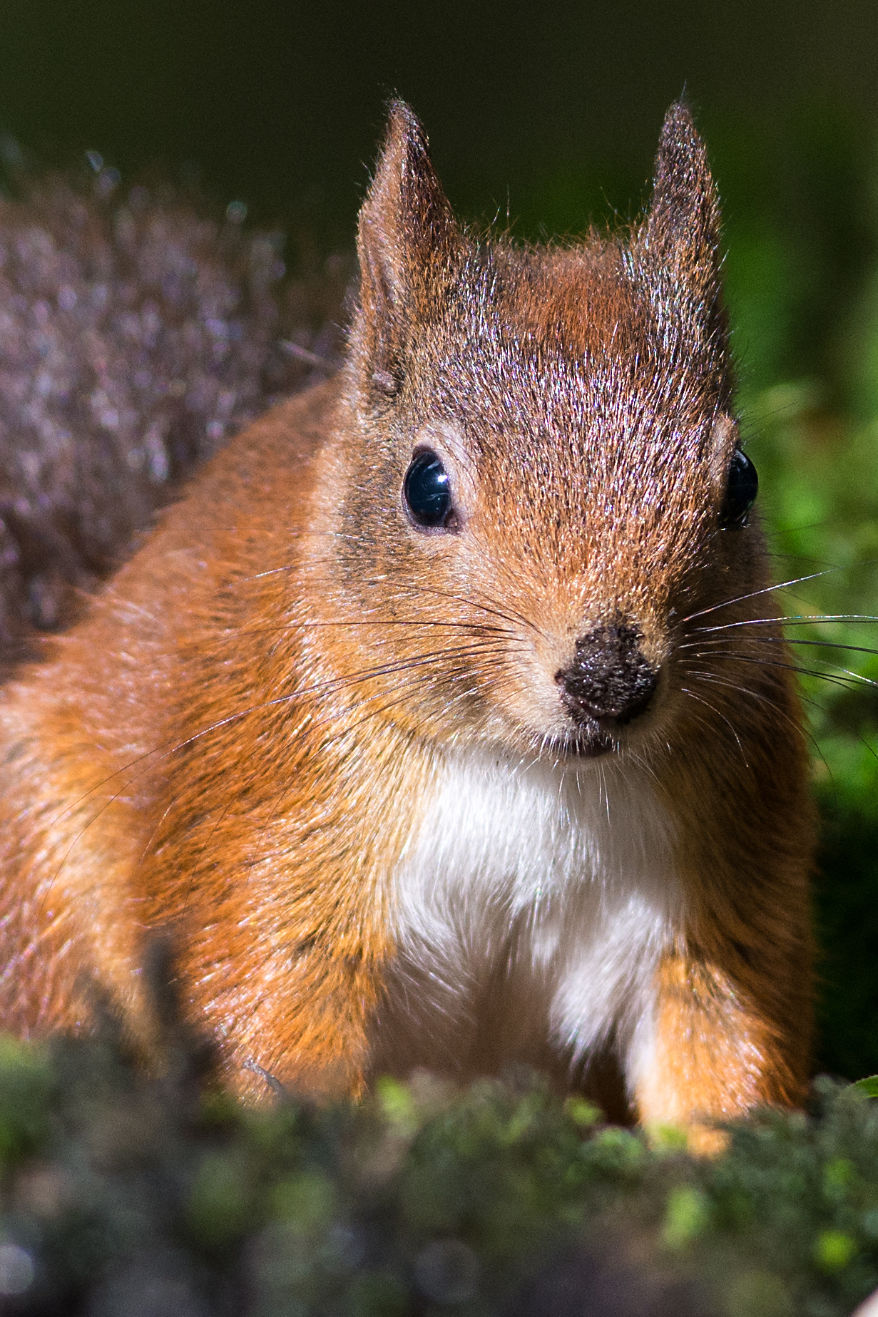 Nikon AF-S Nikkor 300mm F2.8G ED VR II sample photo. Squirrel photography