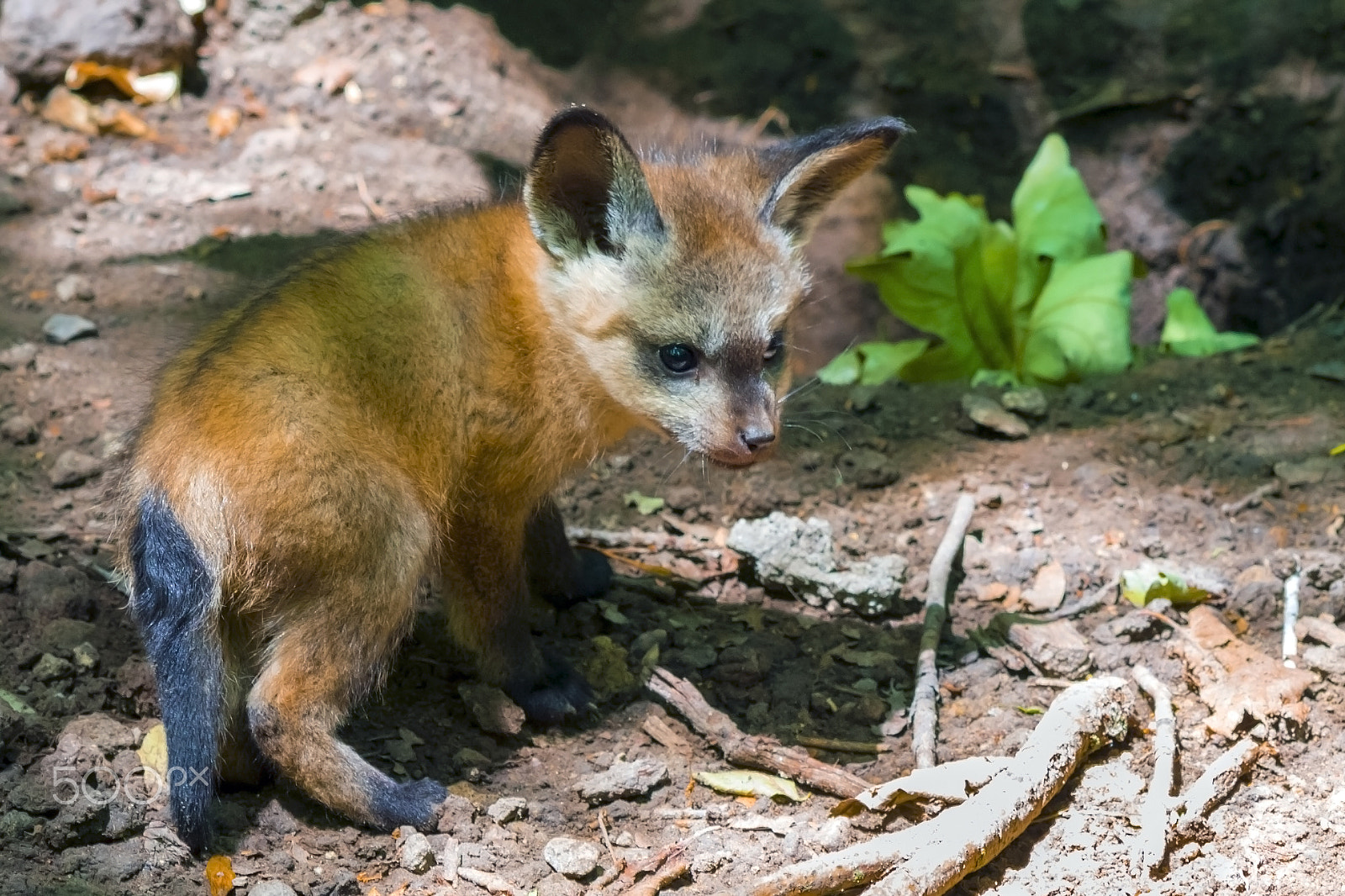 Canon EF 70-300mm F4-5.6 IS USM sample photo. Bat-eared kit photography