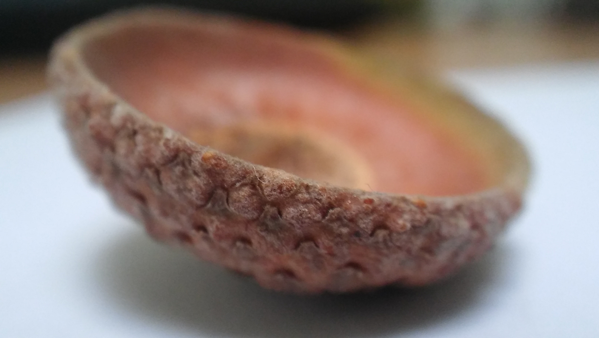 LG SPIRIT 4G LTE sample photo. Acorn cap photography