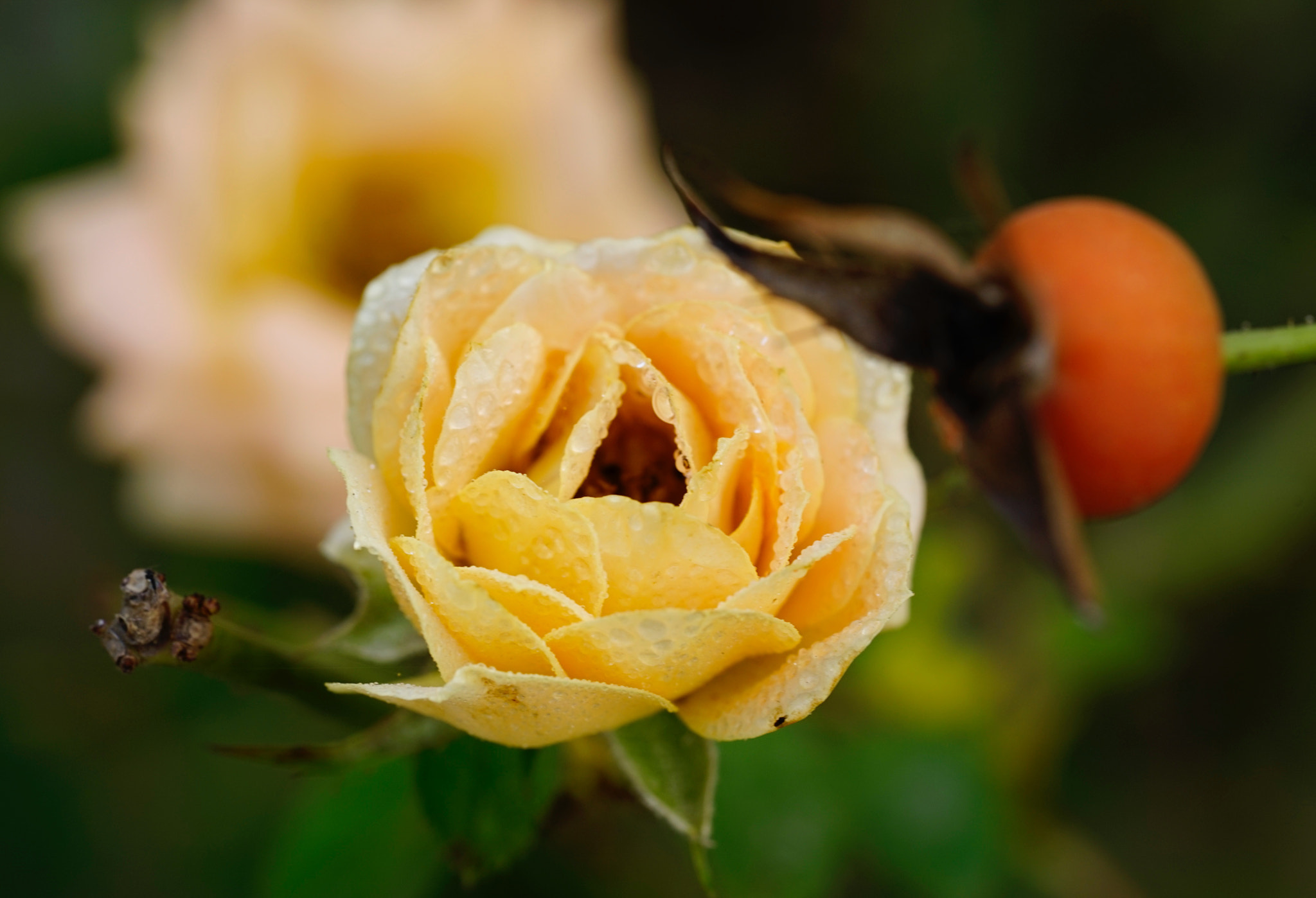 Sony a7 II + Sony FE 90mm F2.8 Macro G OSS sample photo. 失焦、睡覺 photography
