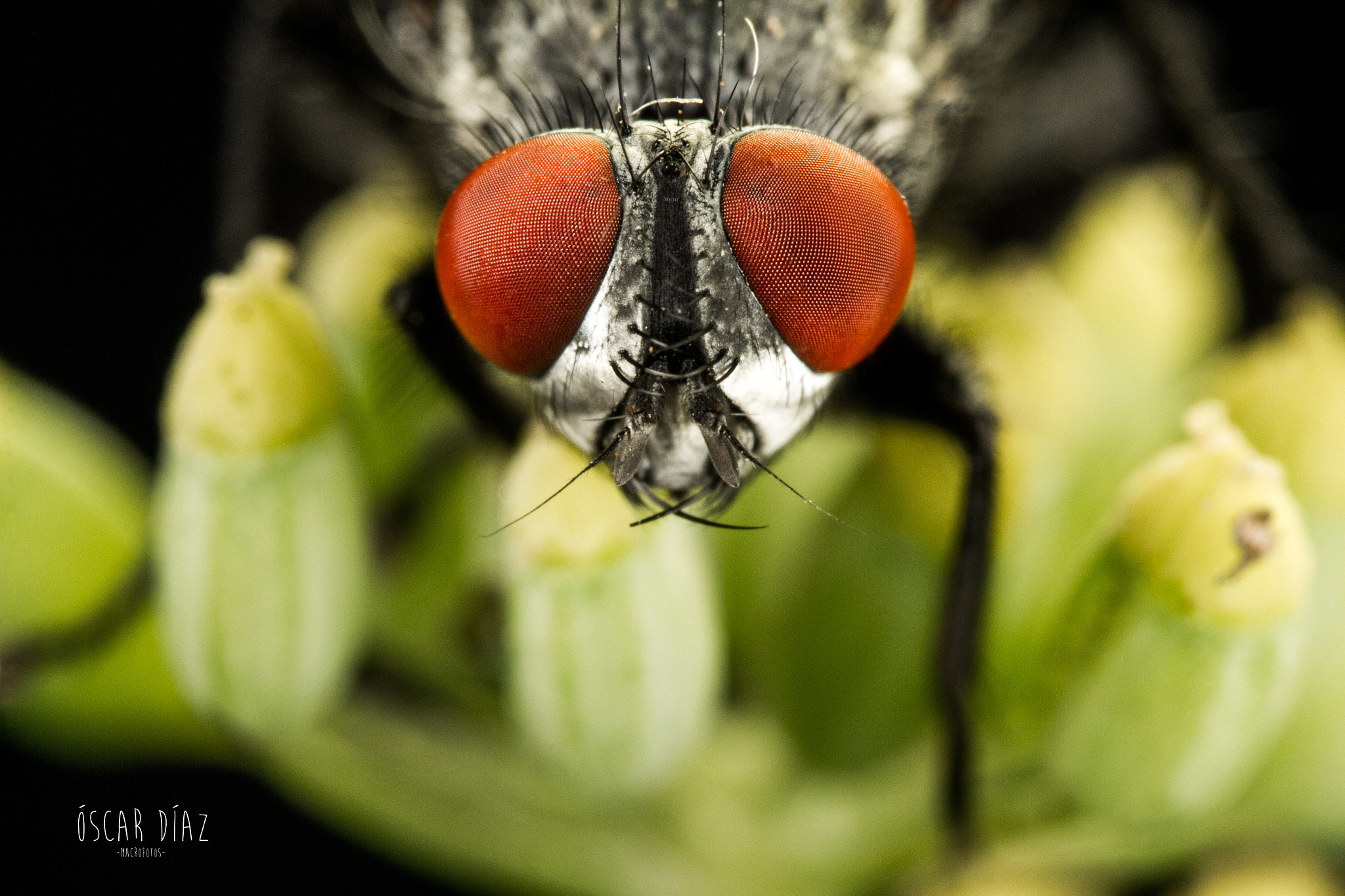 Canon EOS 60D + Canon EF 100mm F2.8L Macro IS USM sample photo. La mosca tosca photography