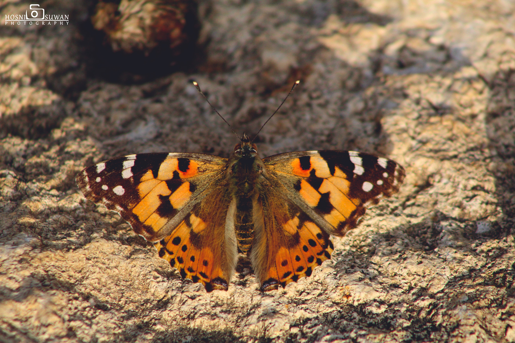Canon EF 75-300mm f/4-5.6 USM sample photo. Monarch butterfly photography