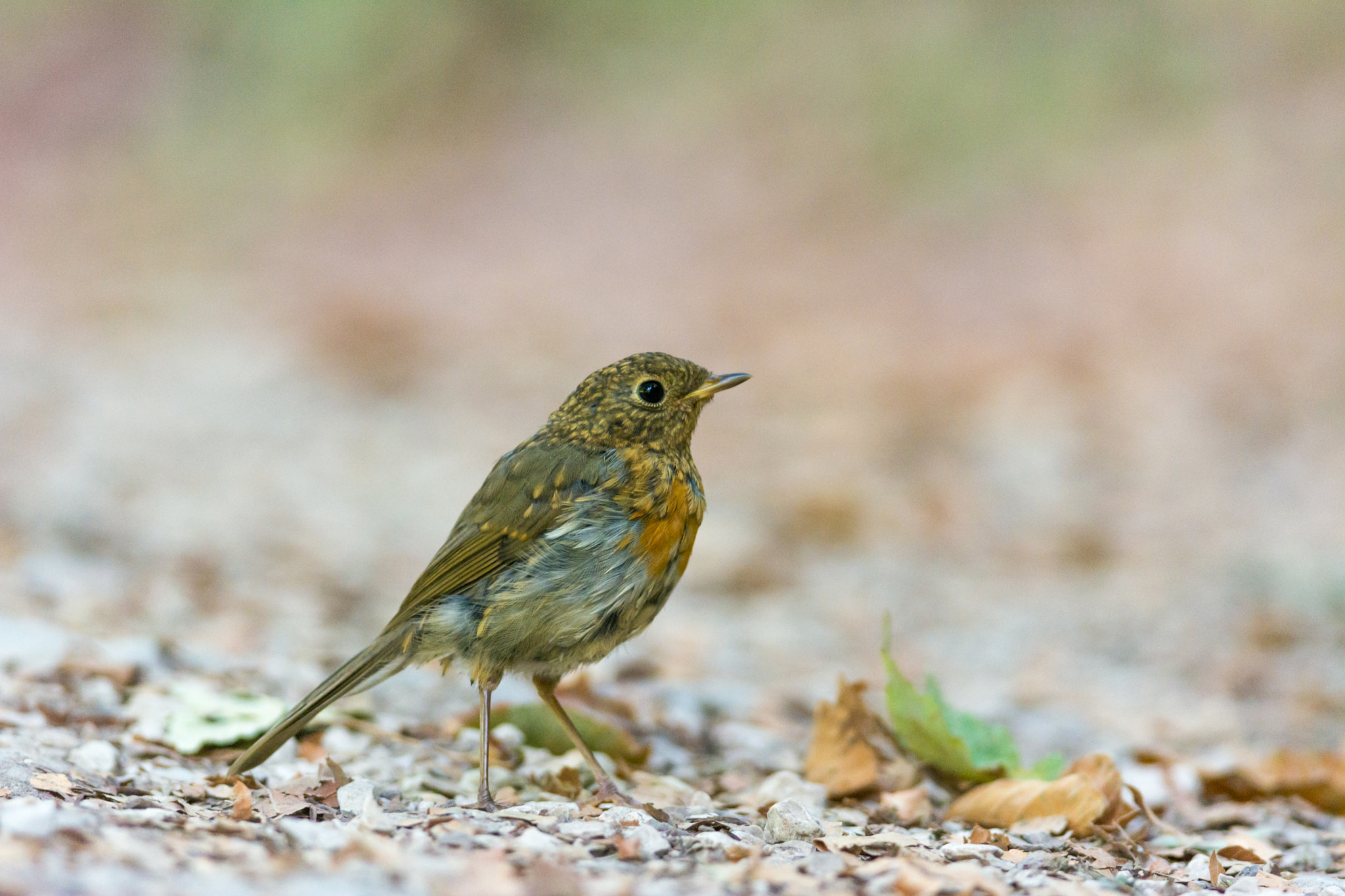 Nikon D5200 + Nikon AF-S Nikkor 300mm F4D ED-IF sample photo. European robin photography