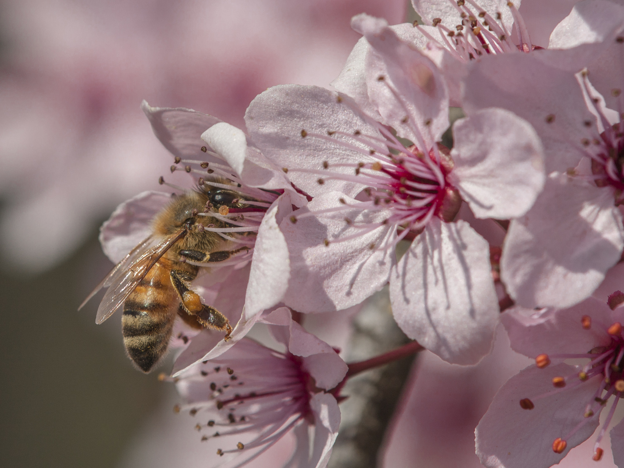 Canon EOS 40D sample photo. Bee at work photography