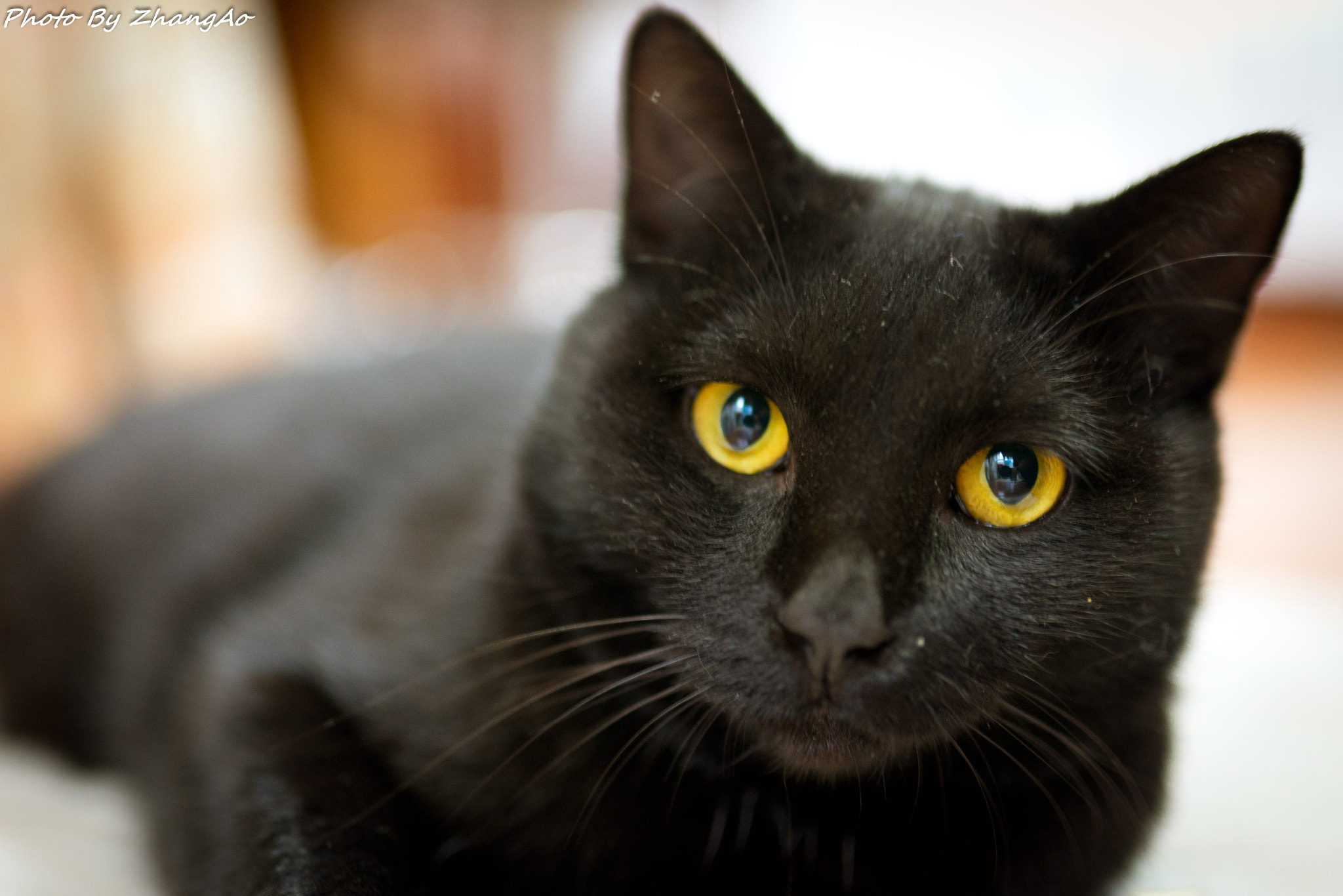 Sigma 35mm F1.4 DG HSM Art sample photo. Black cat photography