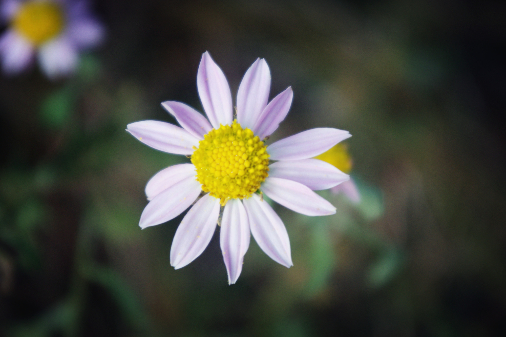 smc PENTAX-DA L 18-55mm F3.5-5.6 sample photo. Mother chrysanthemum photography