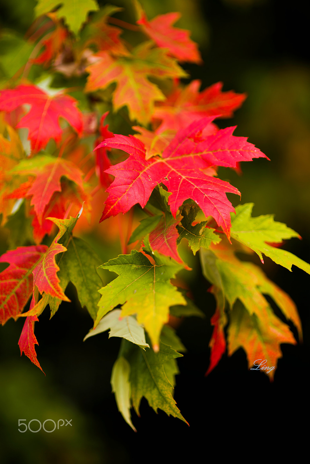 Nikon D810 + Sigma 85mm F1.4 EX DG HSM sample photo. 红叶 photography