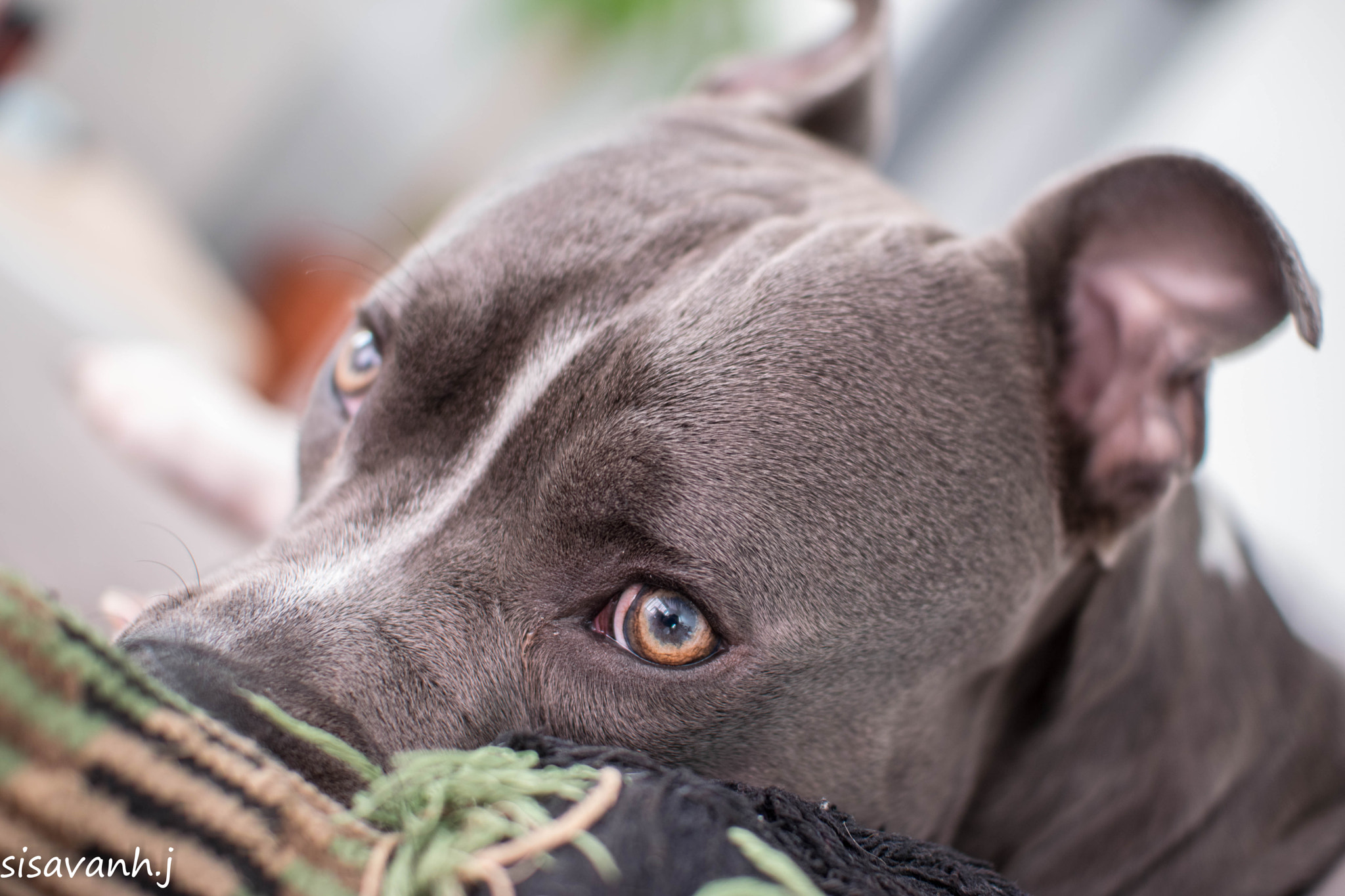 Nikon D5300 sample photo. Amstaff photography