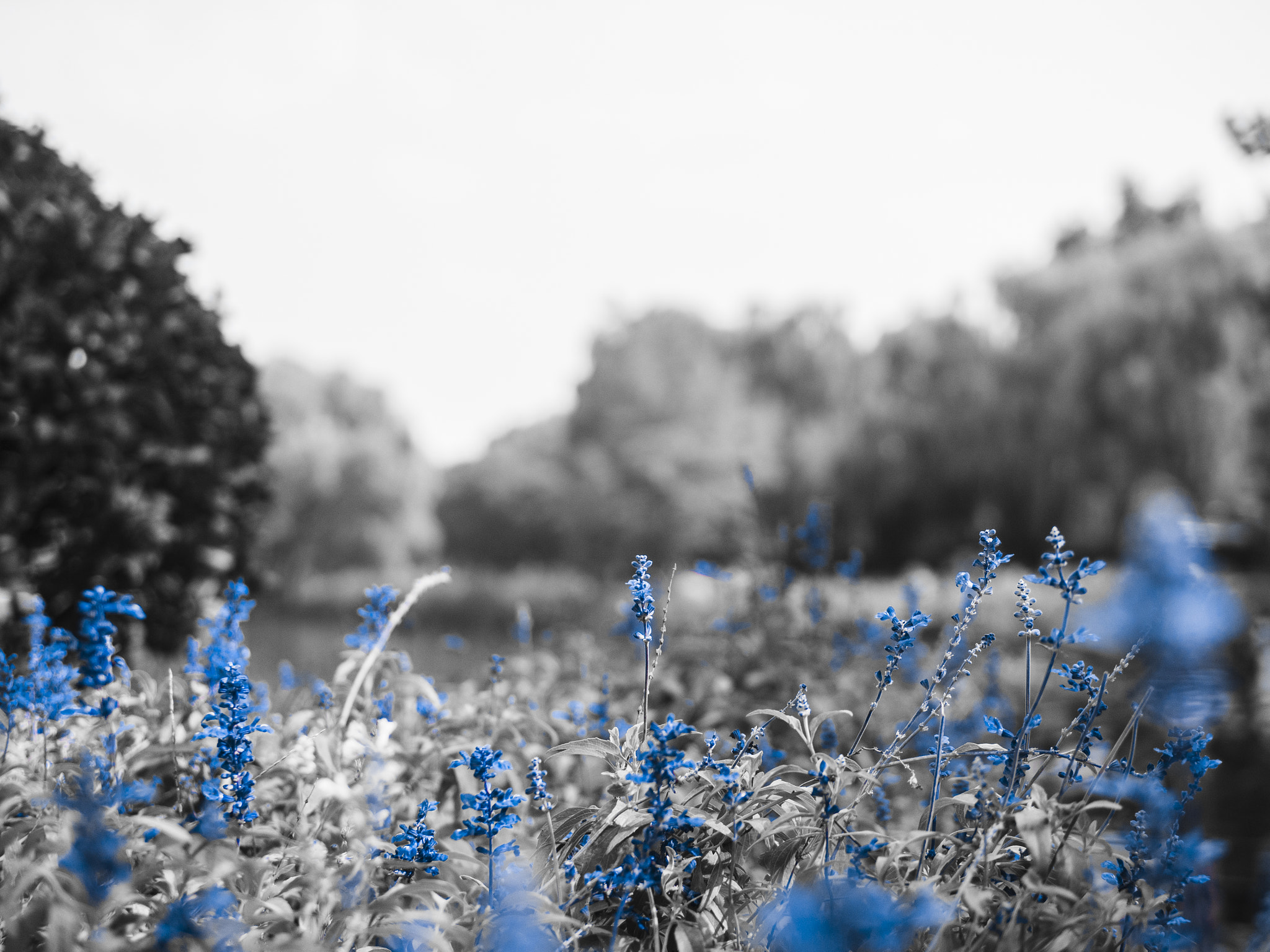 Olympus OM-D E-M10 II + Panasonic Leica DG Summilux 25mm F1.4 II ASPH sample photo. The last blue of summer photography