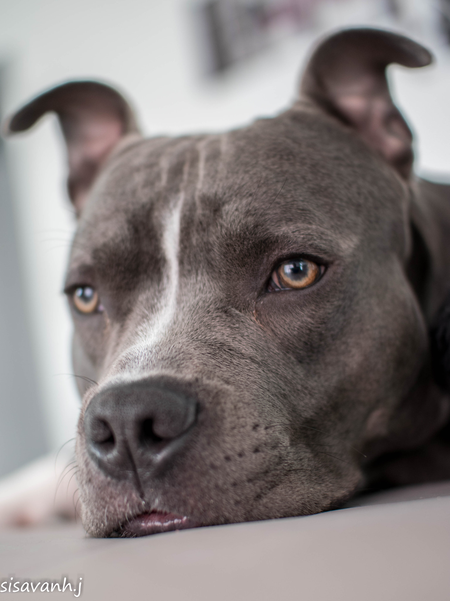 Nikon D5300 + Sigma 30mm F1.4 EX DC HSM sample photo. Amstaff photography