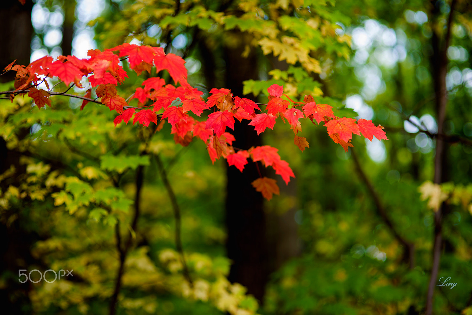 Nikon D810 + Sigma 85mm F1.4 EX DG HSM sample photo. 红叶 photography