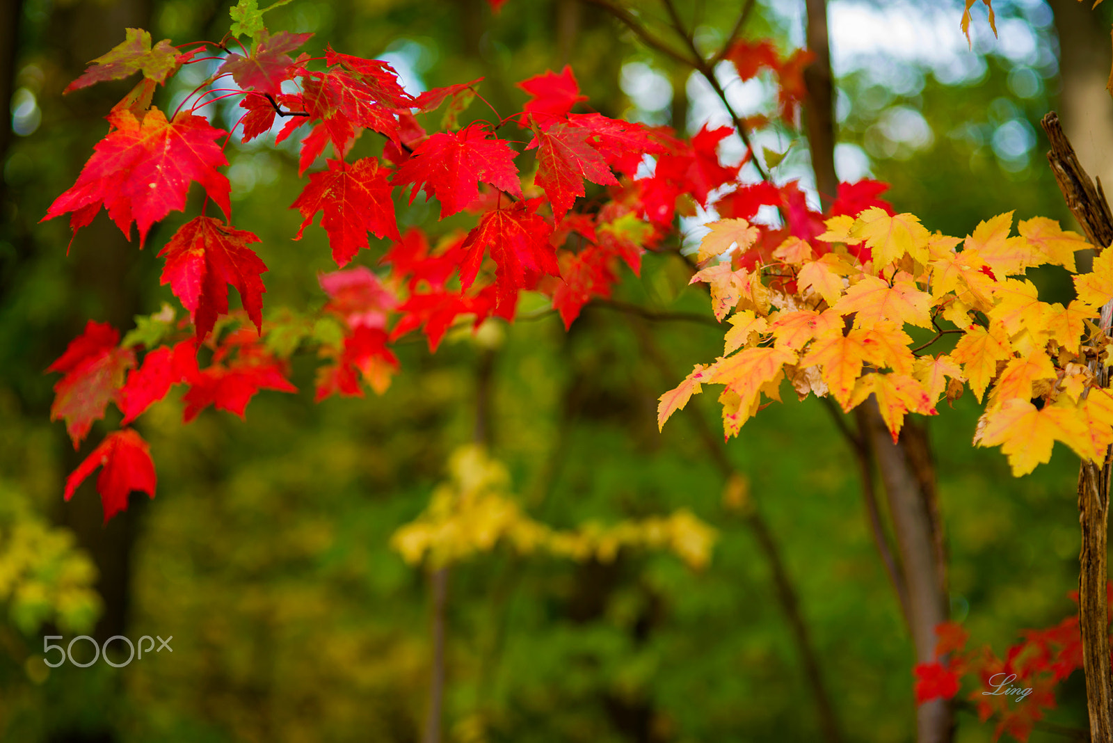 Nikon D810 + Sigma 85mm F1.4 EX DG HSM sample photo. 红叶 photography