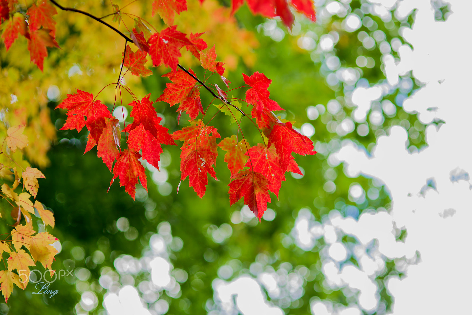 Nikon D810 + Sigma 85mm F1.4 EX DG HSM sample photo. 红叶 photography
