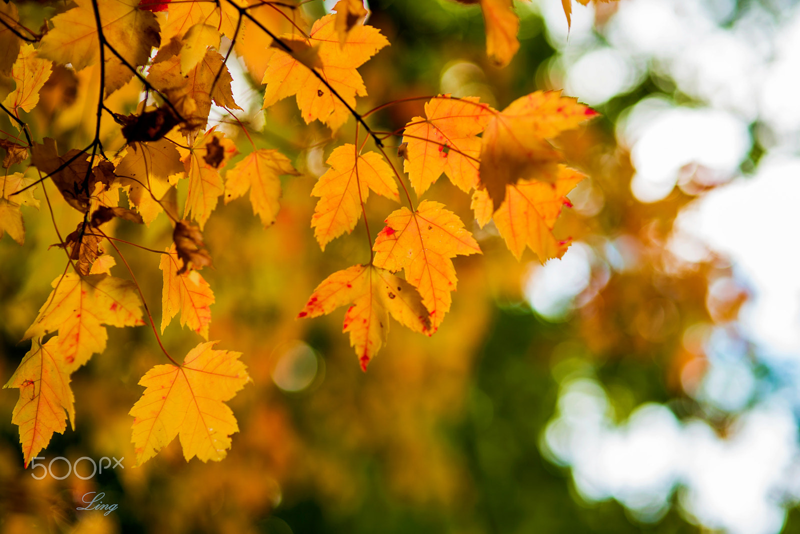 Nikon D810 + Sigma 85mm F1.4 EX DG HSM sample photo. 红叶 photography