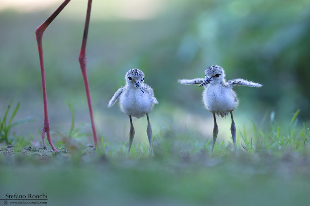 Canon EF 300mm F2.8L IS USM sample photo. Always together photography