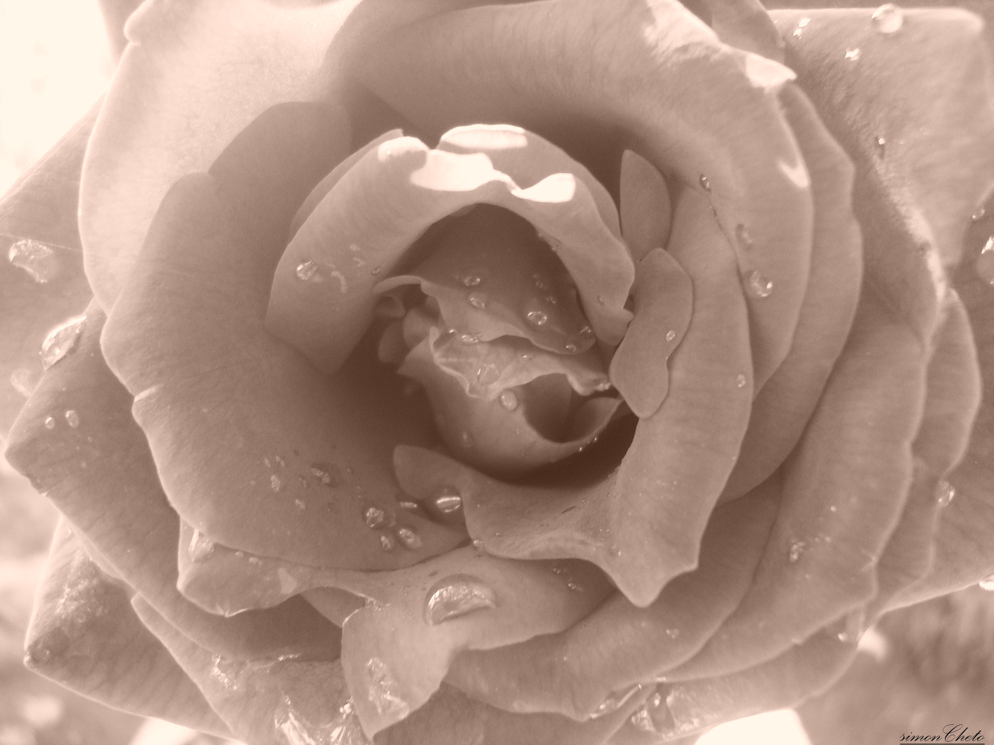Sony DSC-W115 sample photo. Rose  photography