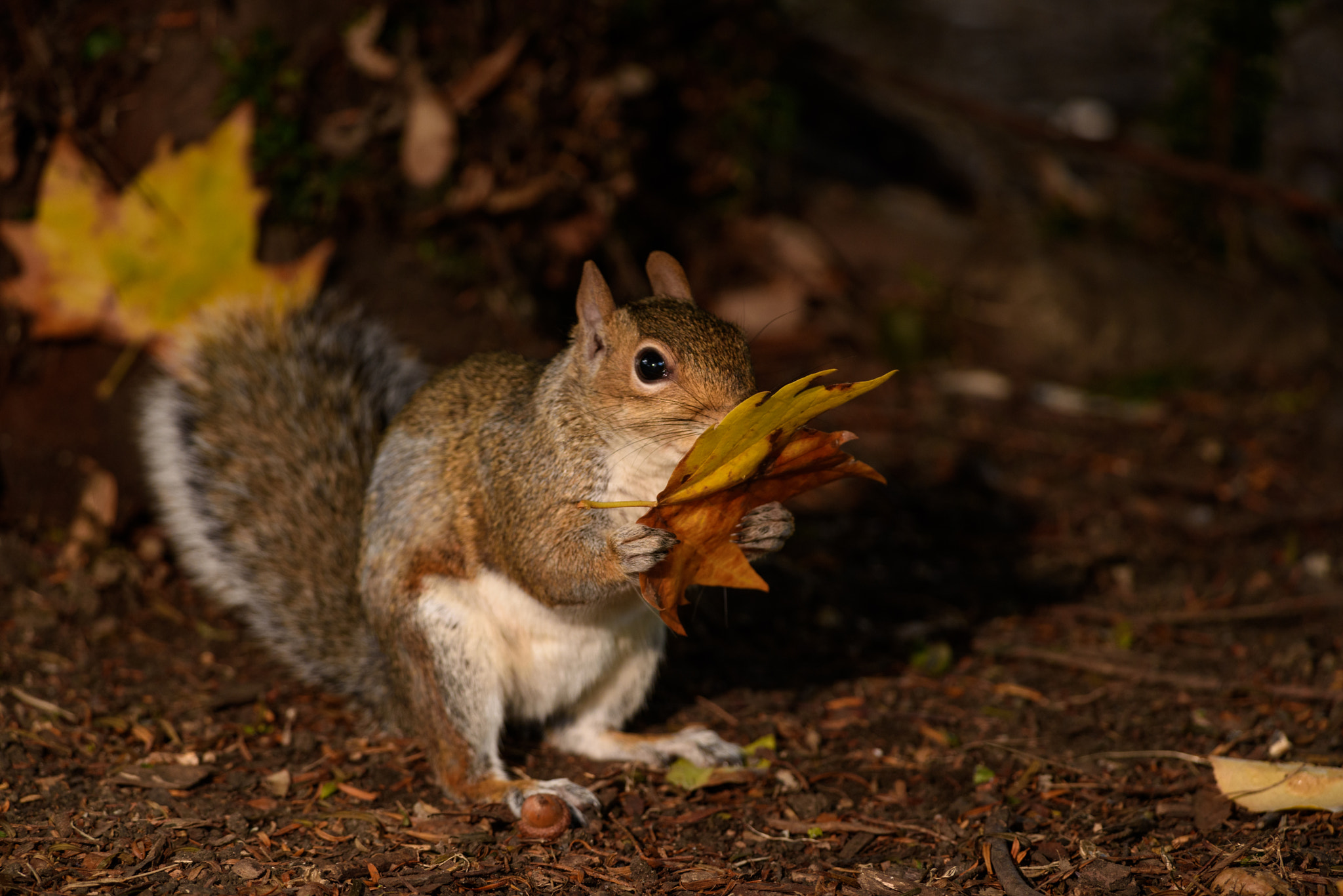 Nikon D810 + Nikon AF-S Nikkor 300mm F4D ED-IF sample photo. Autumn squirrel photography