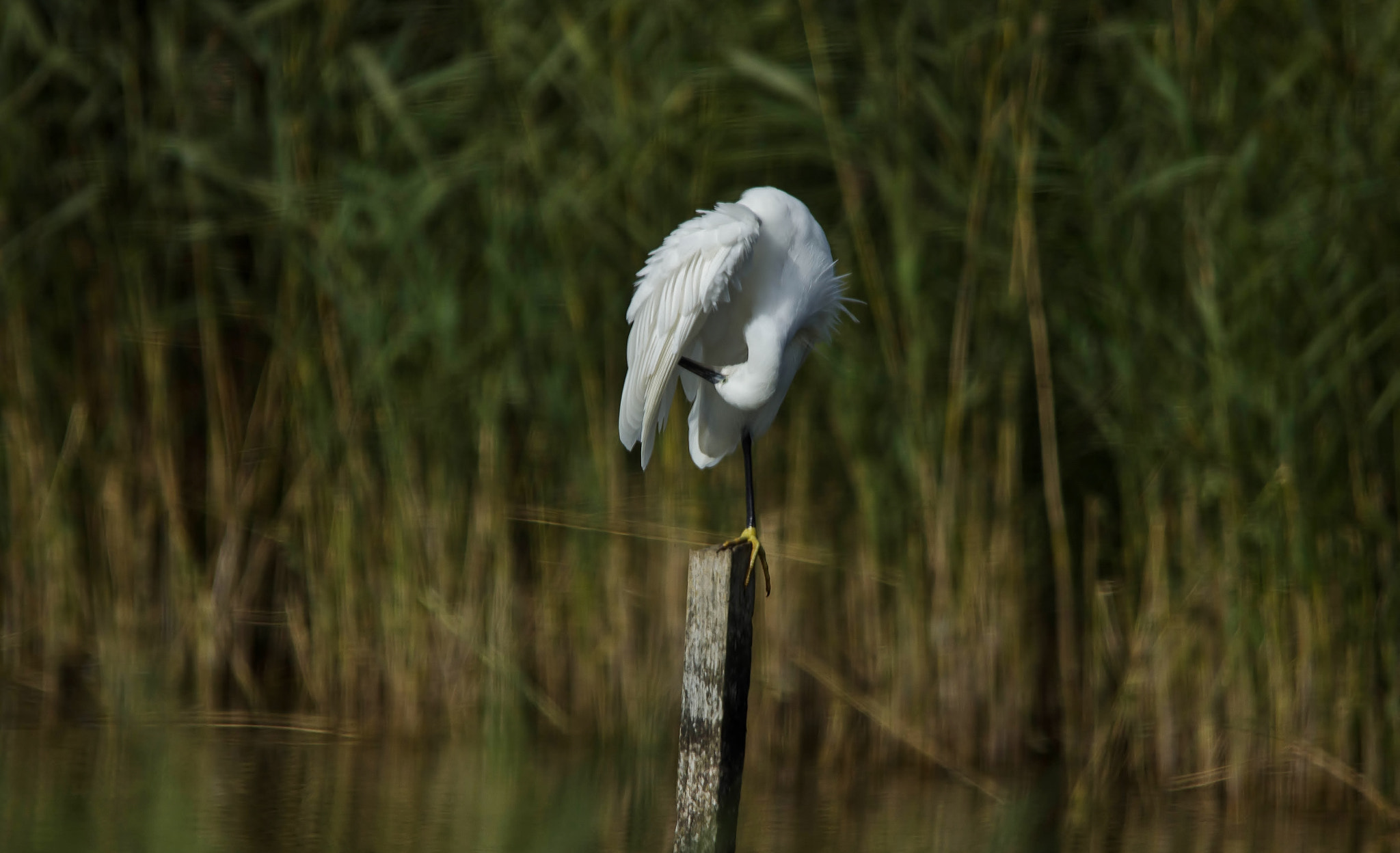 Sigma 150-500mm F5-6.3 DG OS HSM sample photo. Equilibre photography