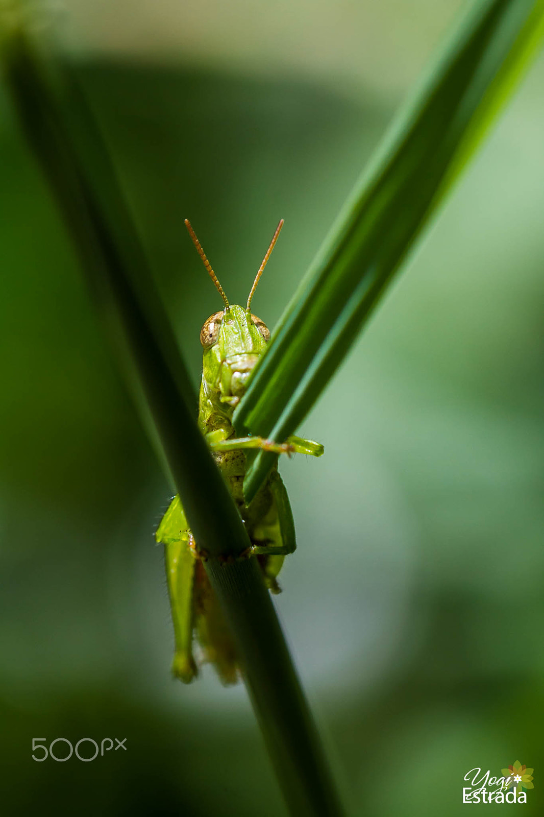 Canon EOS 7D + Canon EF 100mm F2.8L Macro IS USM sample photo. Mine to eat photography