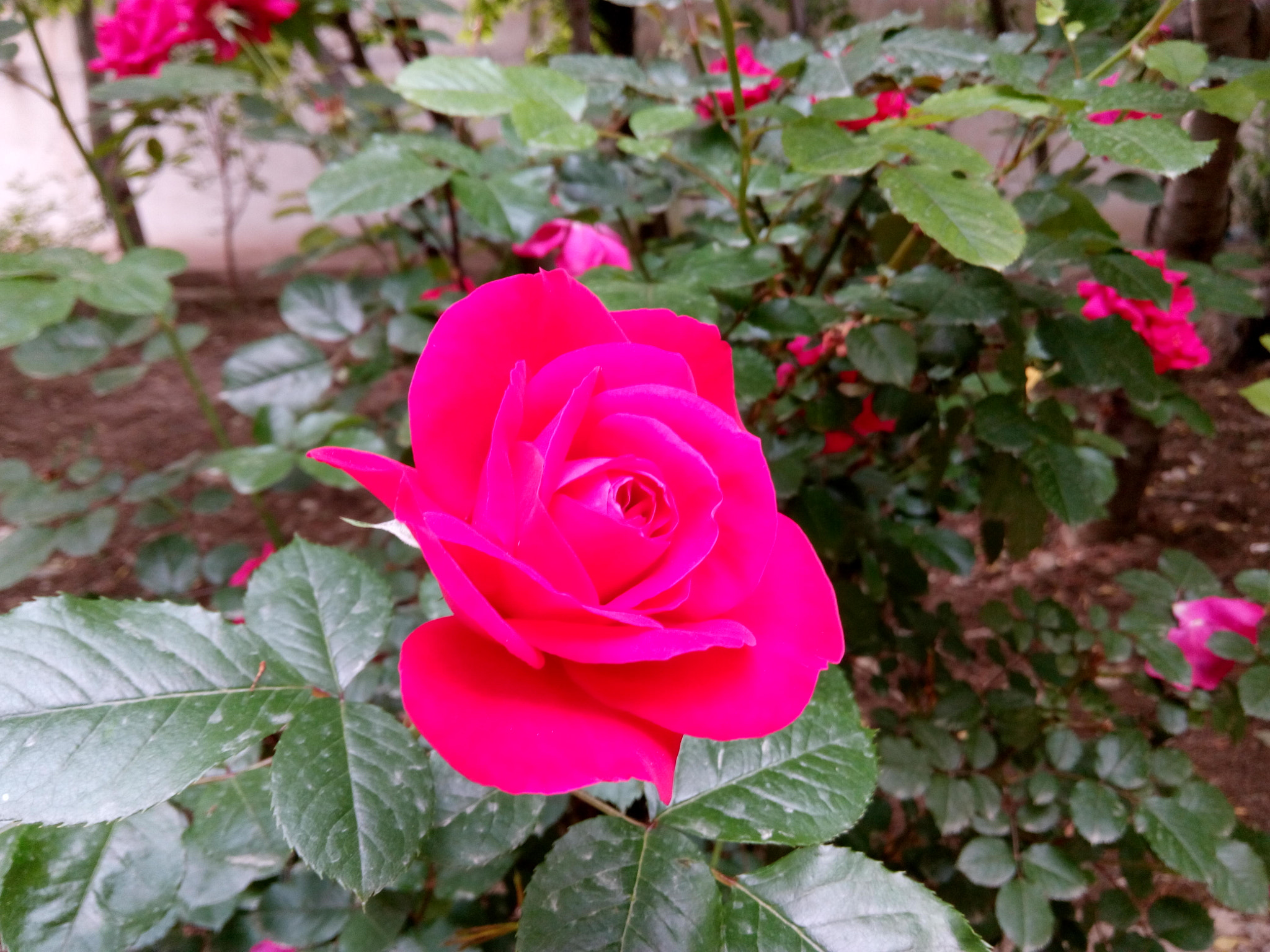 HTC DESIRE 816G DUAL SIM sample photo