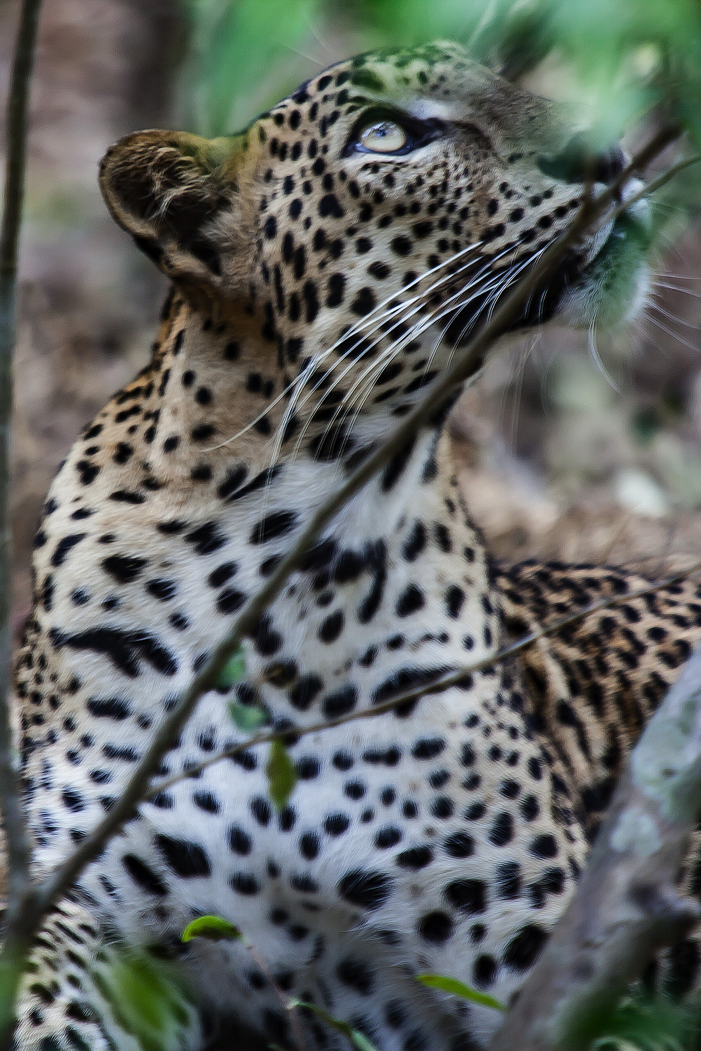 Canon EF 70-200mm F2.8L IS USM sample photo