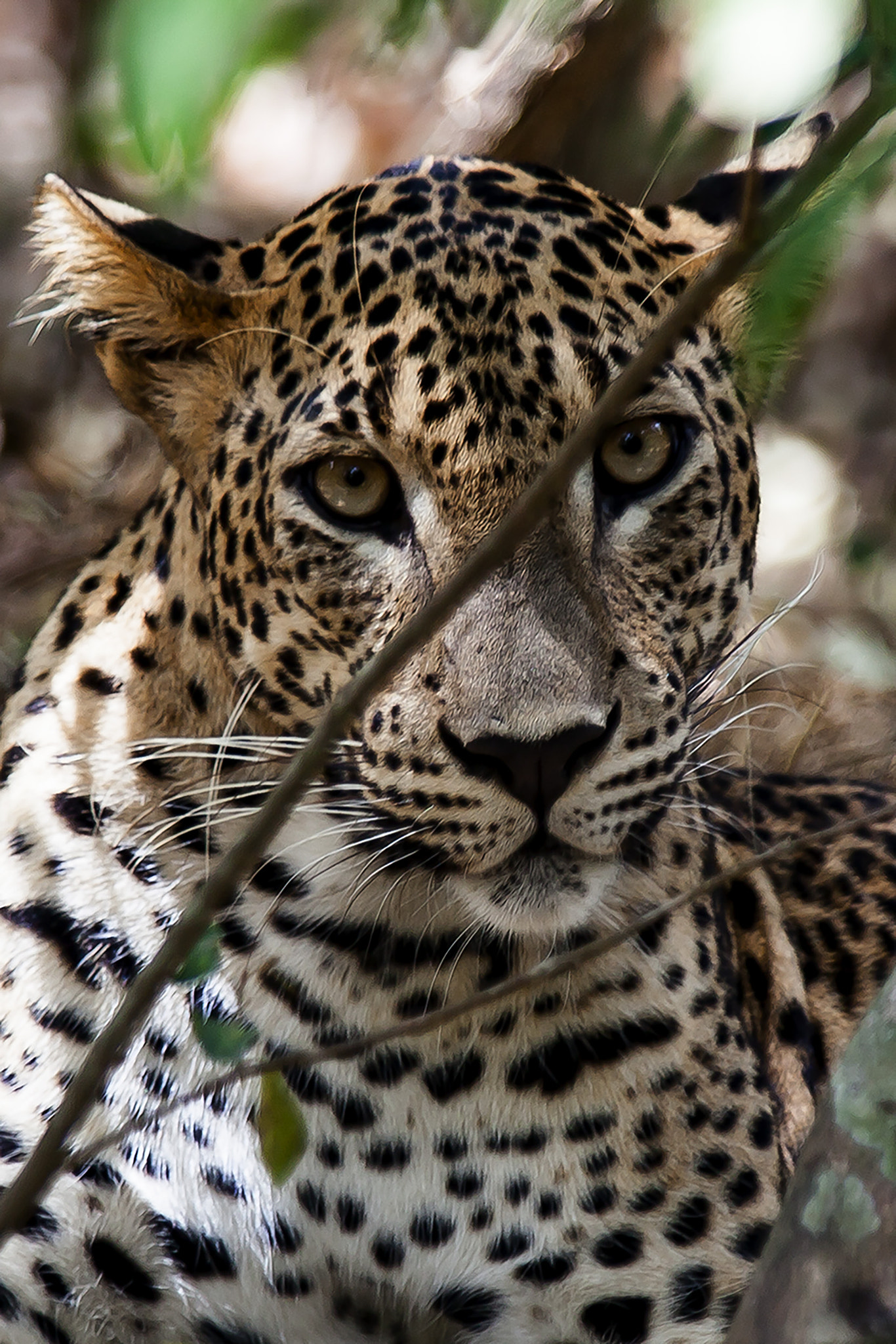 Canon EF 70-200mm F2.8L IS USM sample photo