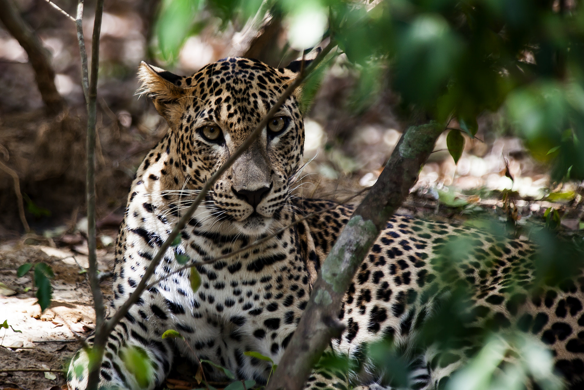 Canon EF 70-200mm F2.8L IS USM sample photo
