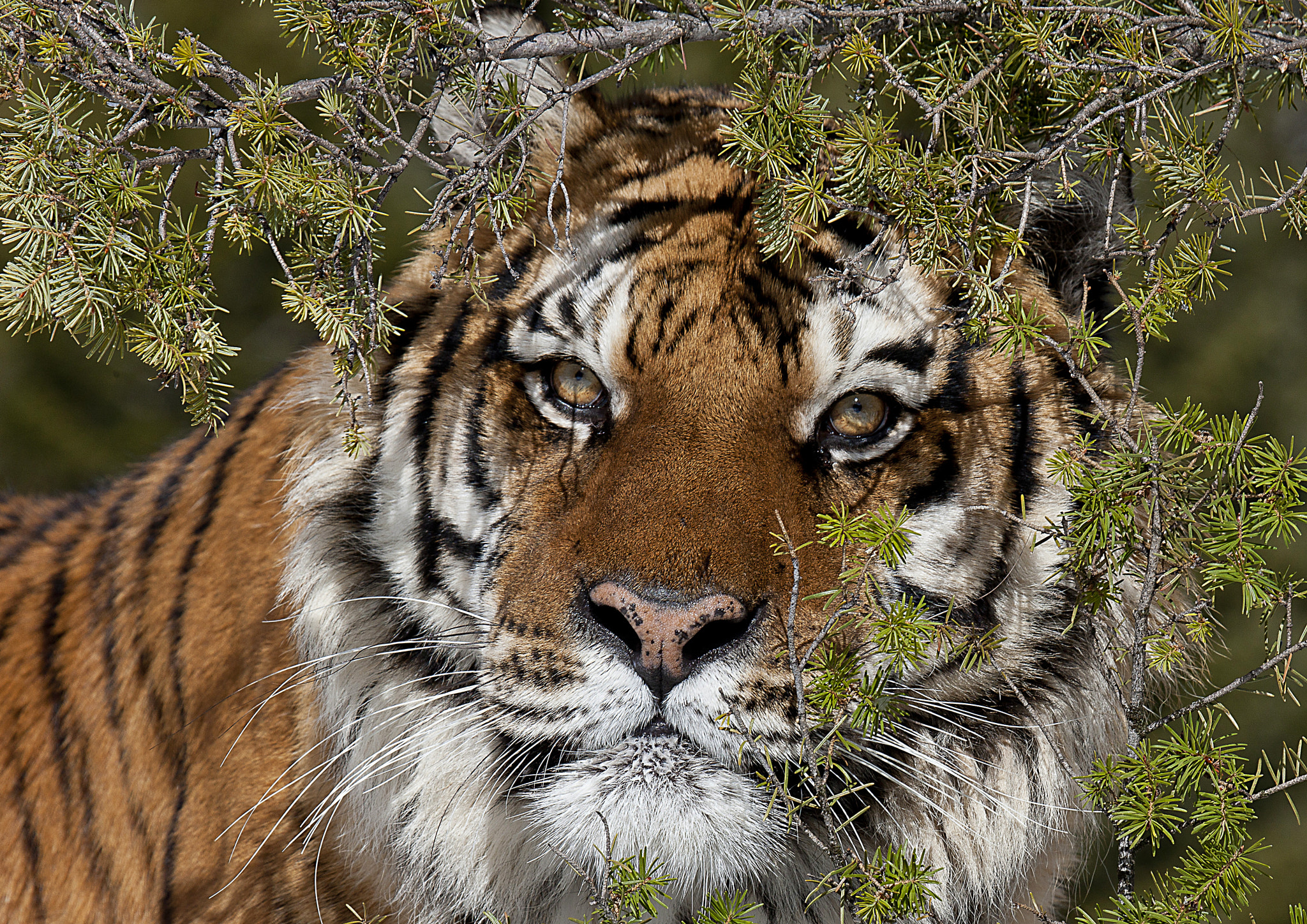Canon EOS-1Ds Mark III + Canon EF 100-400mm F4.5-5.6L IS USM sample photo. Siberian tiger close up photography