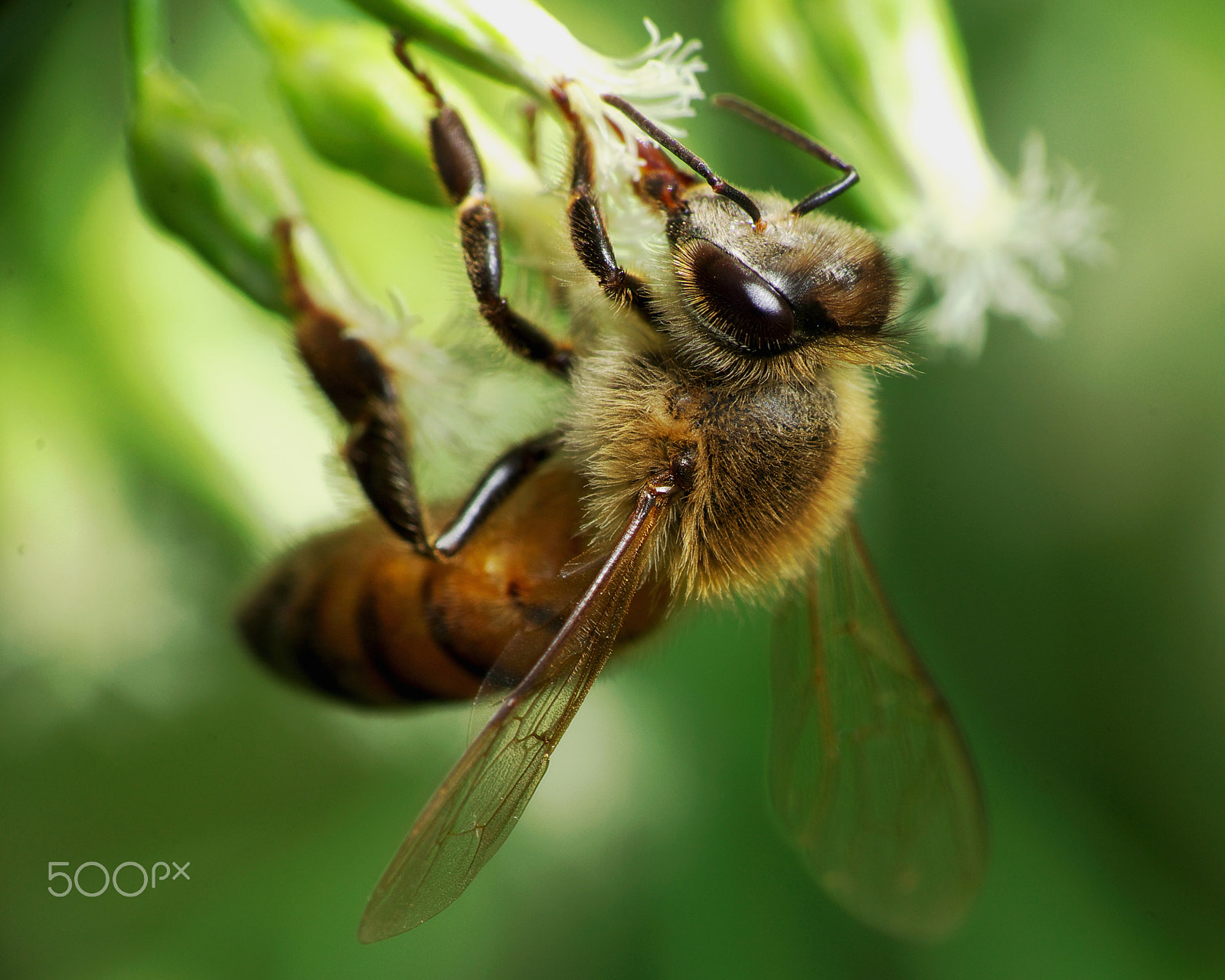 smc PENTAX-DA L 55-300mmF4-5.8ED sample photo. Hard at work photography
