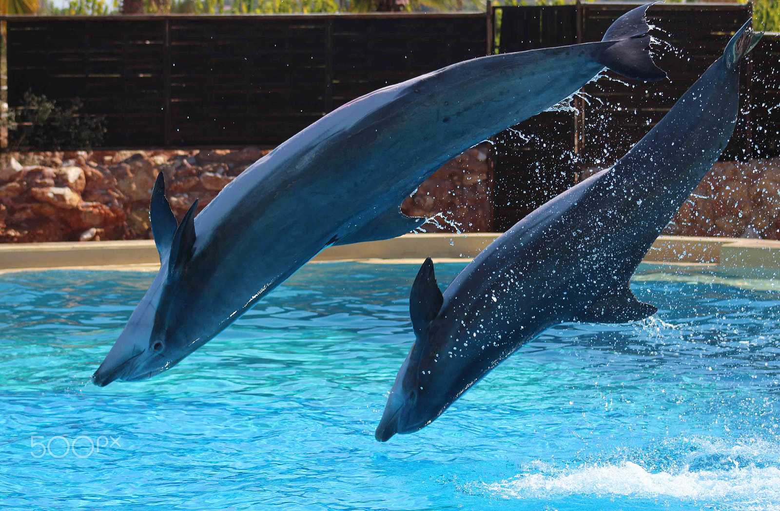 Canon EOS 650D (EOS Rebel T4i / EOS Kiss X6i) + Canon EF 75-300mm f/4-5.6 USM sample photo. Dolphins... photography