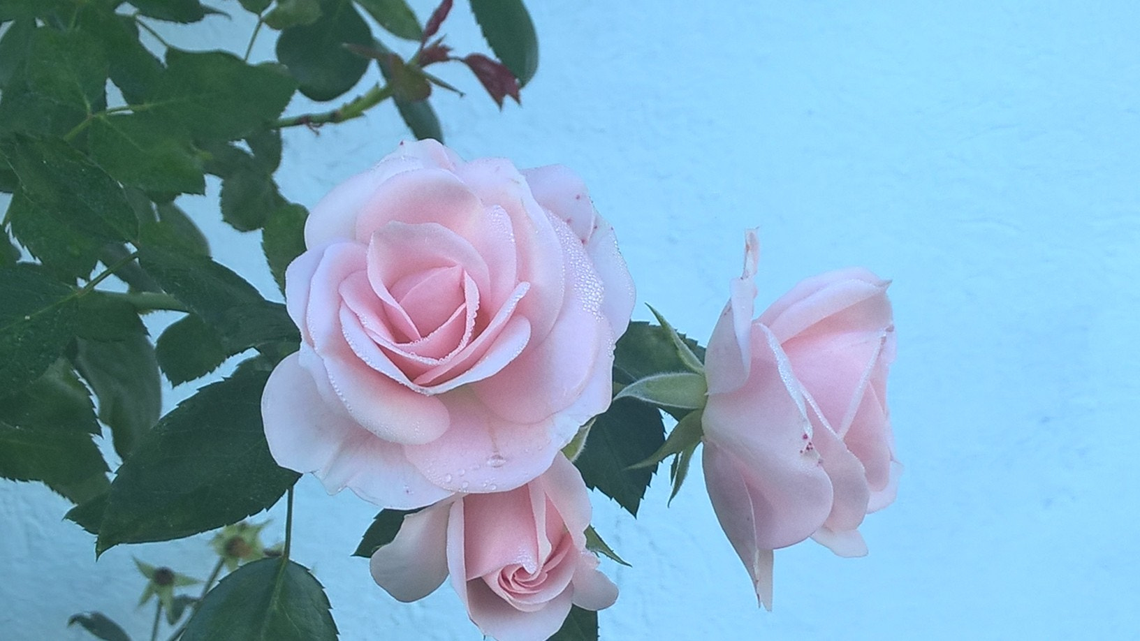 Nokia Lumia 830 sample photo. Sweetness... photography