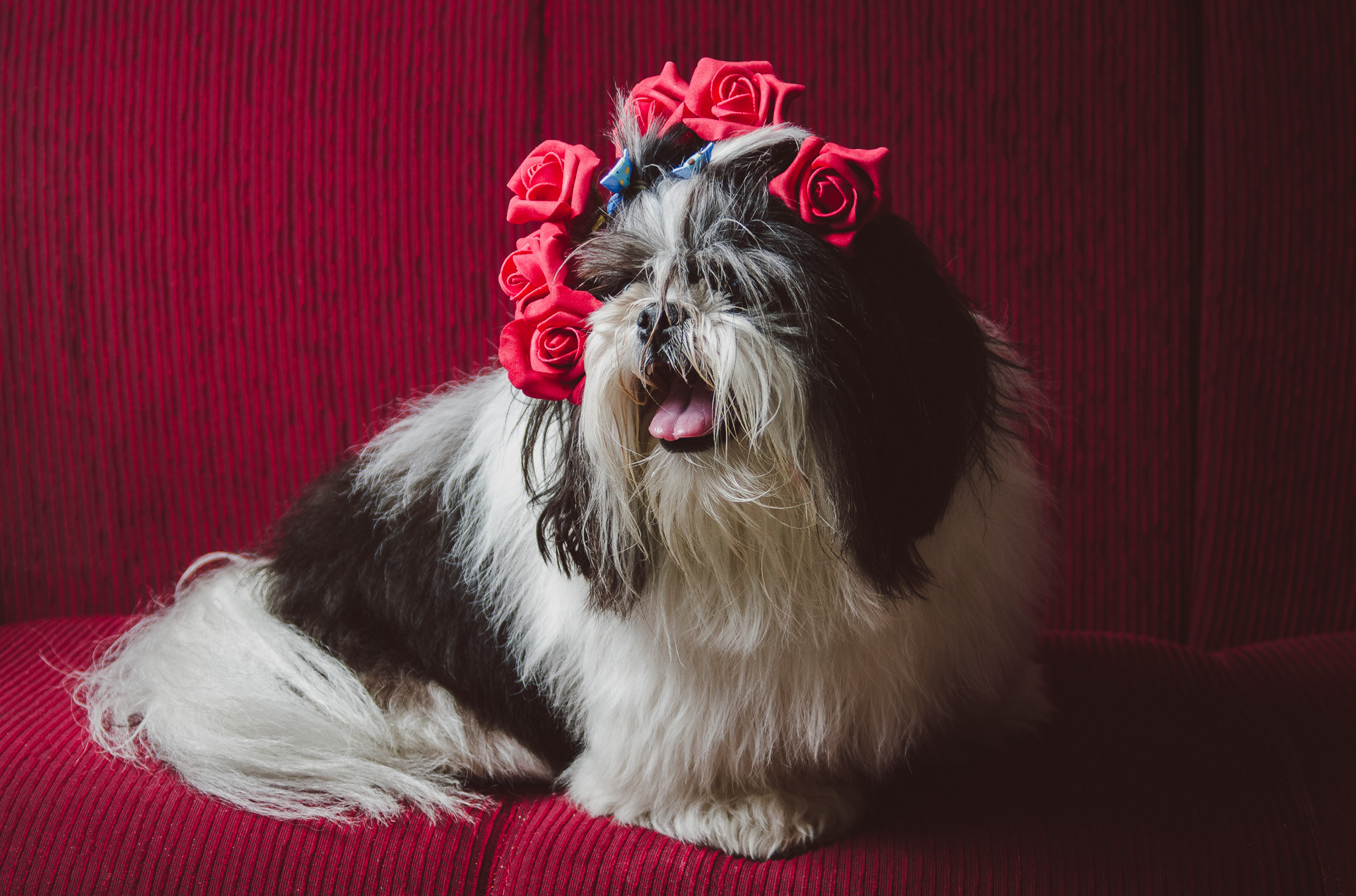 AF Zoom-Nikkor 28-80mm f/3.3-5.6G sample photo. Dog + flowers photography