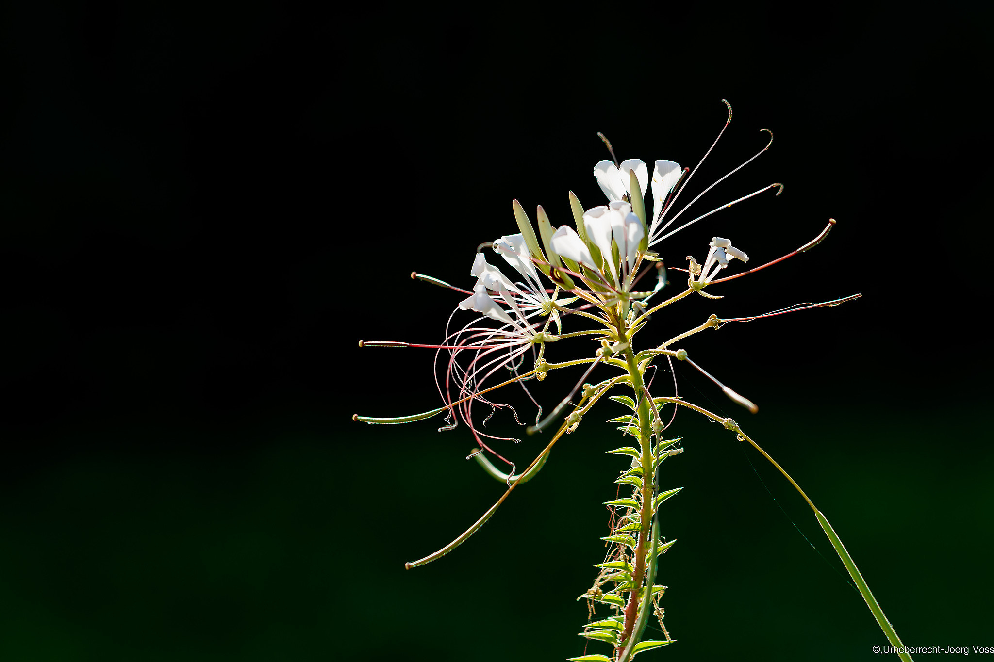 Canon EF 100mm F2.8L Macro IS USM sample photo. Fine details photography