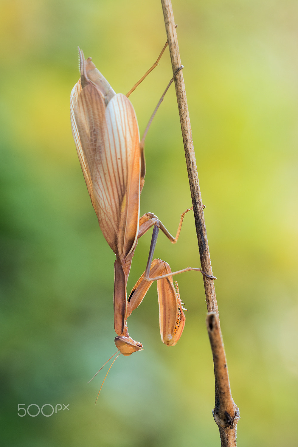 Nikon D500 + Sigma 150mm F2.8 EX DG Macro HSM sample photo. Mantis religiosa (female) photography