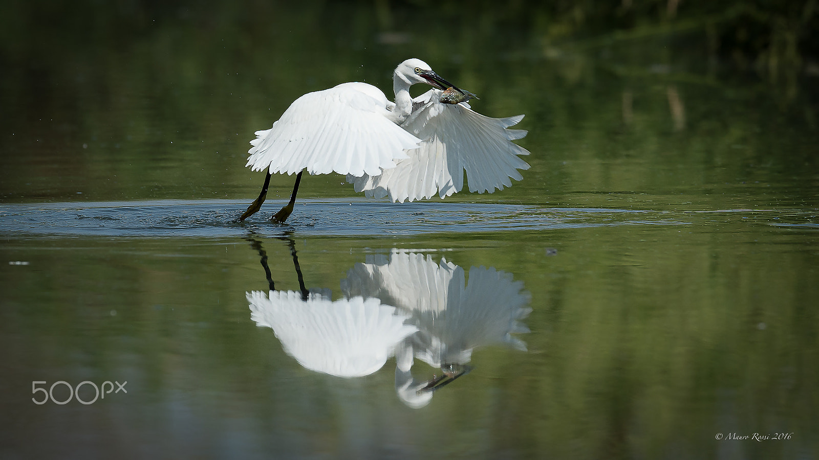 Nikon AF-S Nikkor 500mm F4E FL ED VR sample photo. Little egret. photography