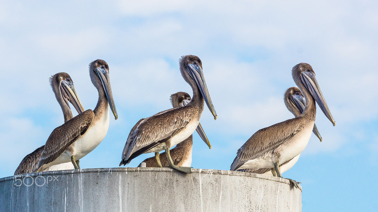 Sony 70-300mm F4.5-5.6 G SSM sample photo. Sextuplets photography