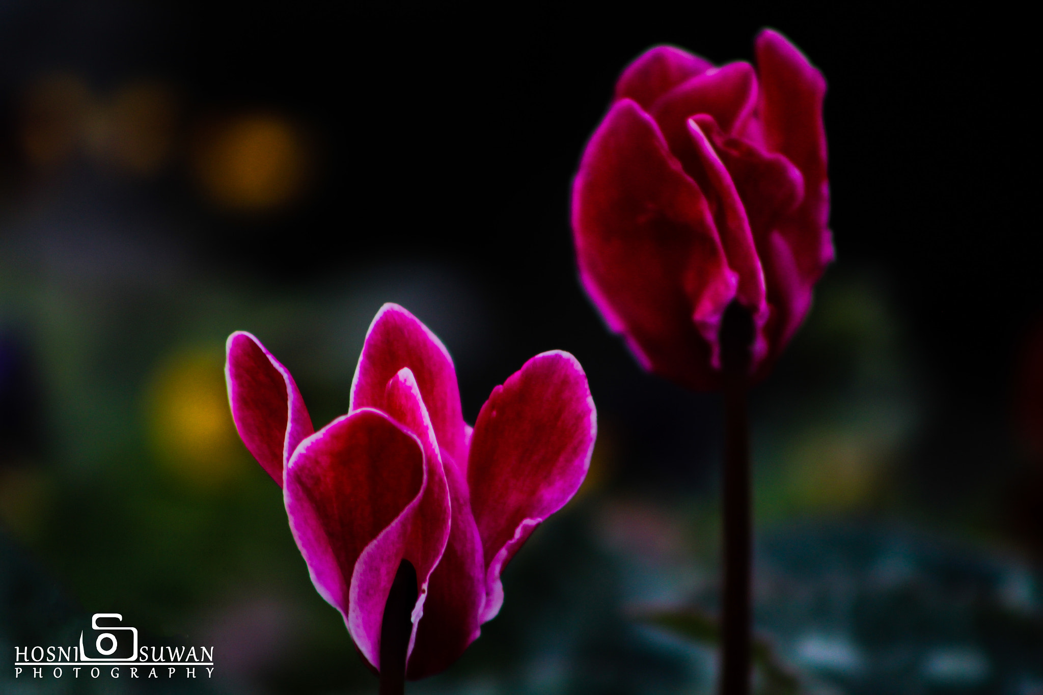 Canon EF 75-300mm f/4-5.6 USM sample photo. Polygonum aviculare photography