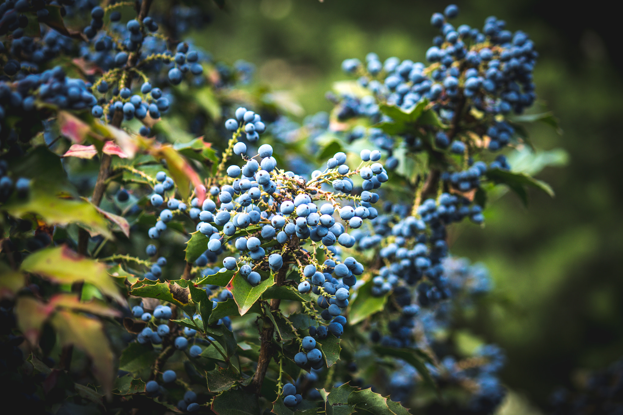 Canon EF-S 55-250mm F4-5.6 IS sample photo. Poisoned fruits photography