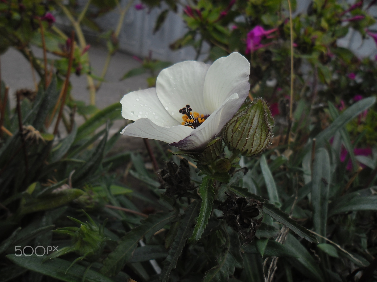 Samsung ES90/ ES91 sample photo. Hibiscus from the north (from lat. hibiscus trionum) photography