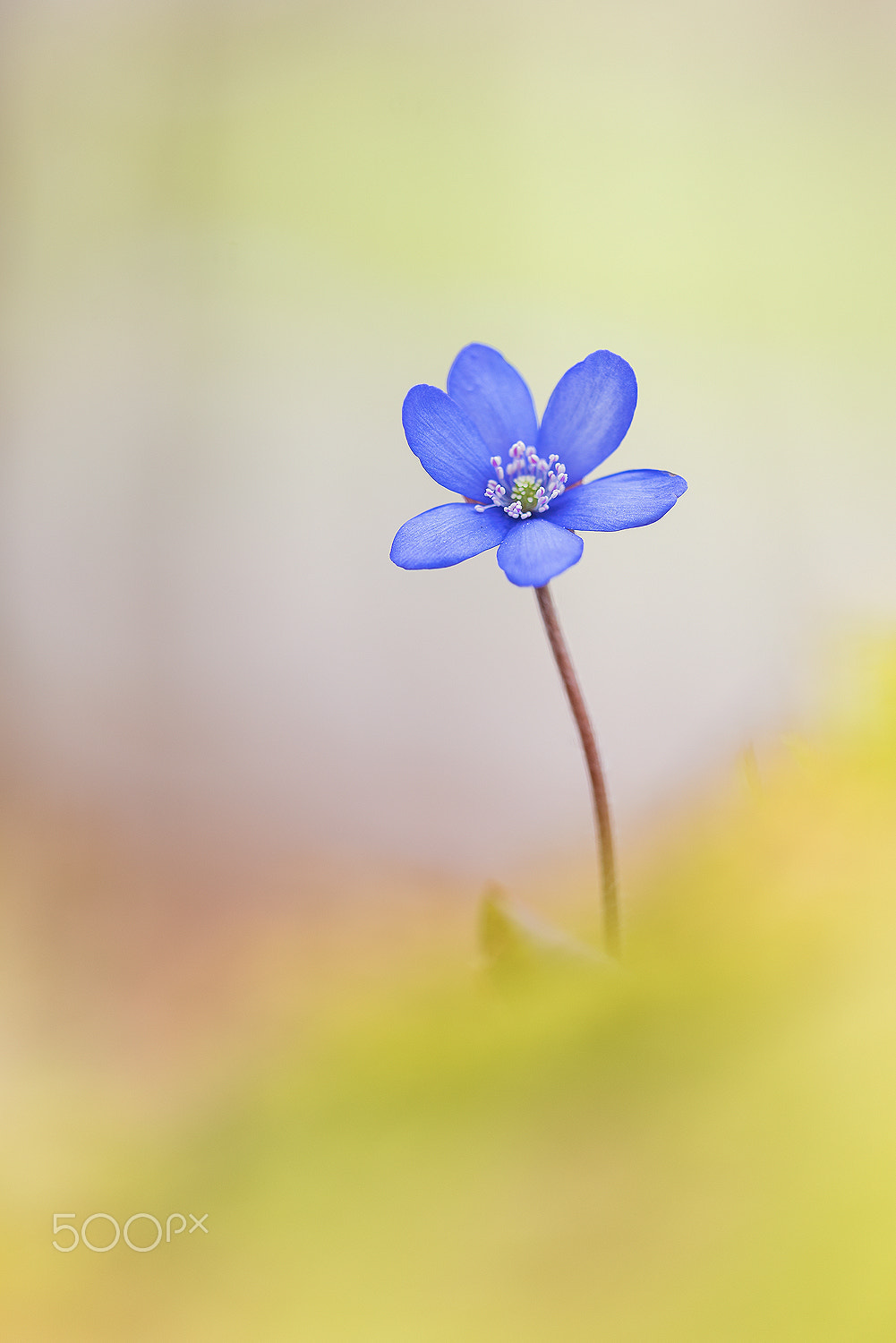 Nikon D750 + Sigma 150mm F2.8 EX DG Macro HSM sample photo. Anemone hepatica photography