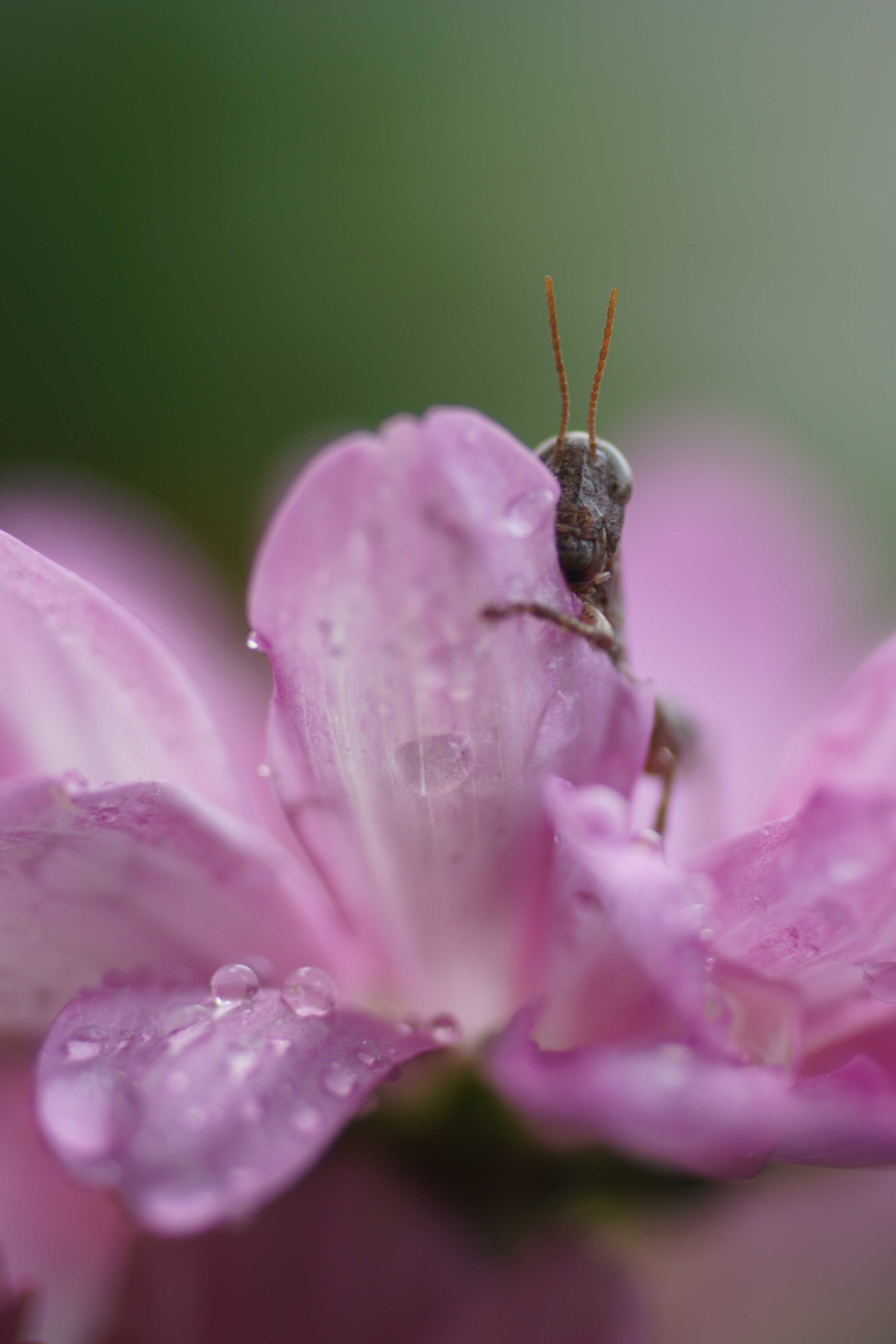 Sony a6000 + Tamron SP AF 90mm F2.8 Di Macro sample photo. Timidez photography