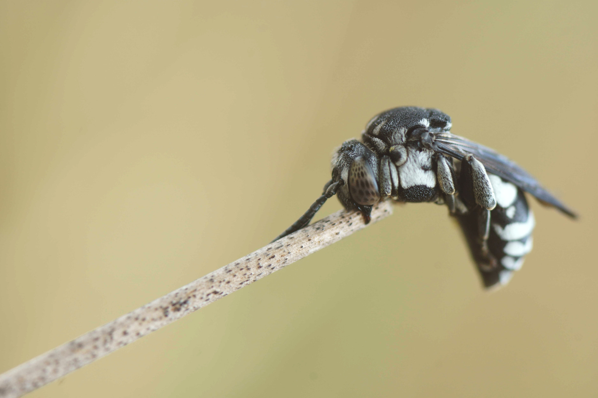 Sony a6000 + Tamron SP AF 90mm F2.8 Di Macro sample photo. Descano(ii) photography